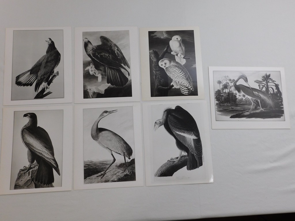 1966 John Audubon Birds America Set 7 Photographs for NY Historical Society Book