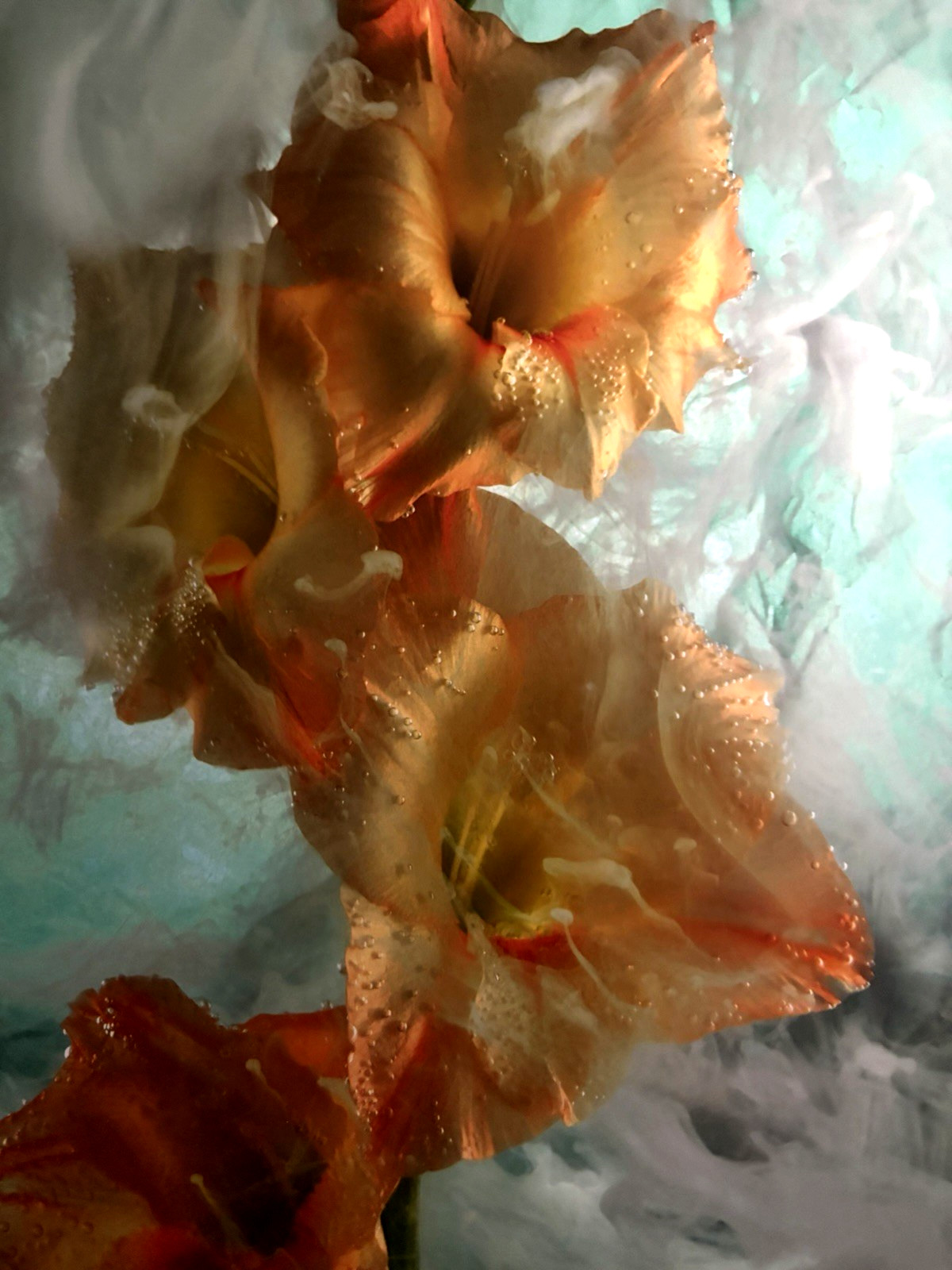 J Scott Peck Ltd Ed. 03/15 Ethereal Lighting Yellow Gladiolus Flower Photo Print