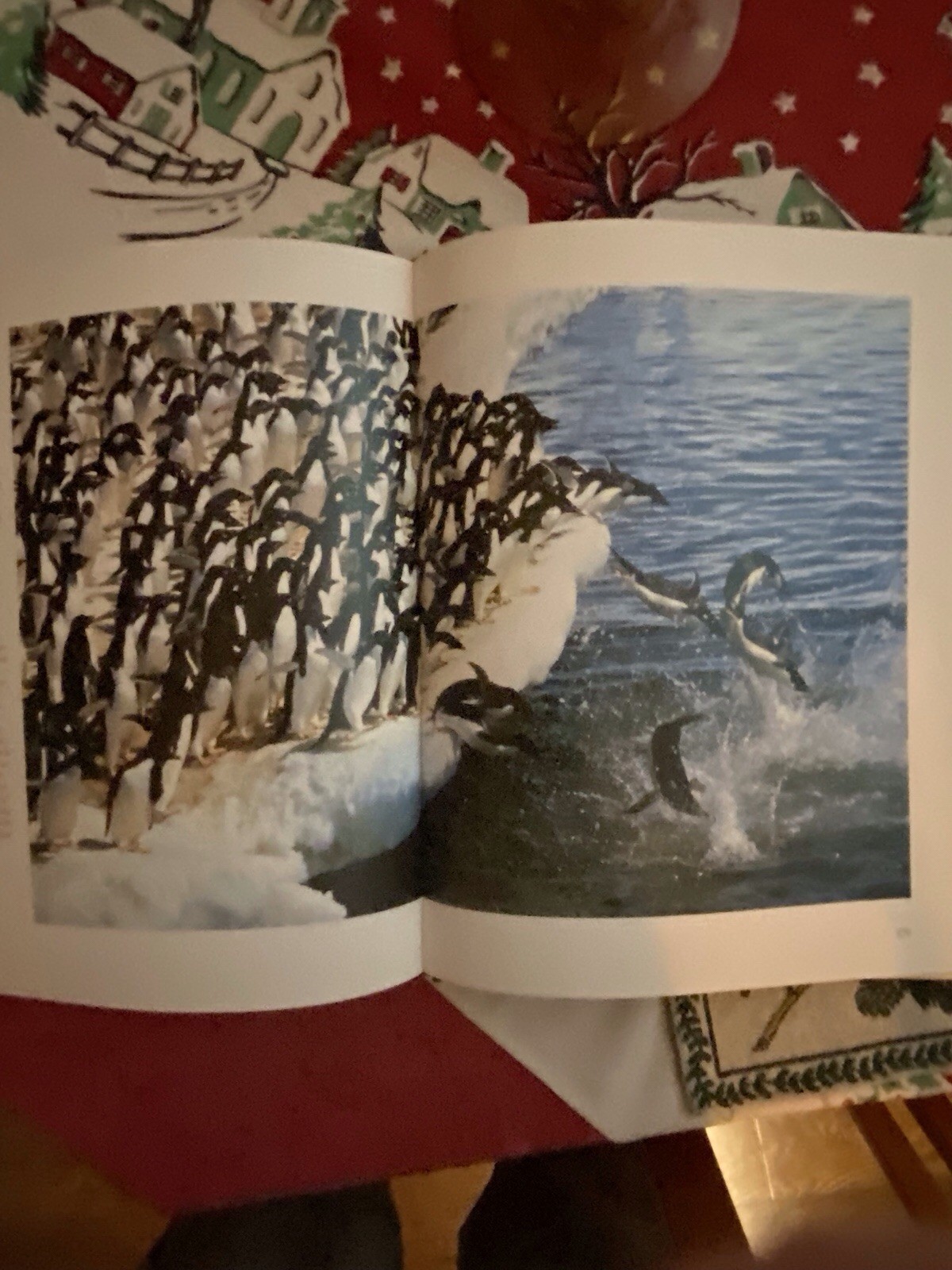 Art & Photo’s Of The World’s Formost Birder, Roger Tory Peterson – Excellent