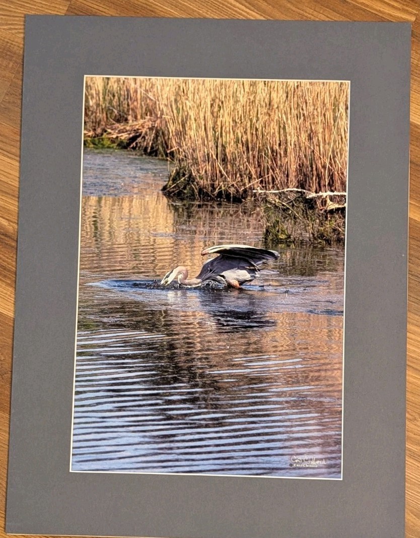 Cort Clifford Wildlife Photography Heron Print 18×24 Matted