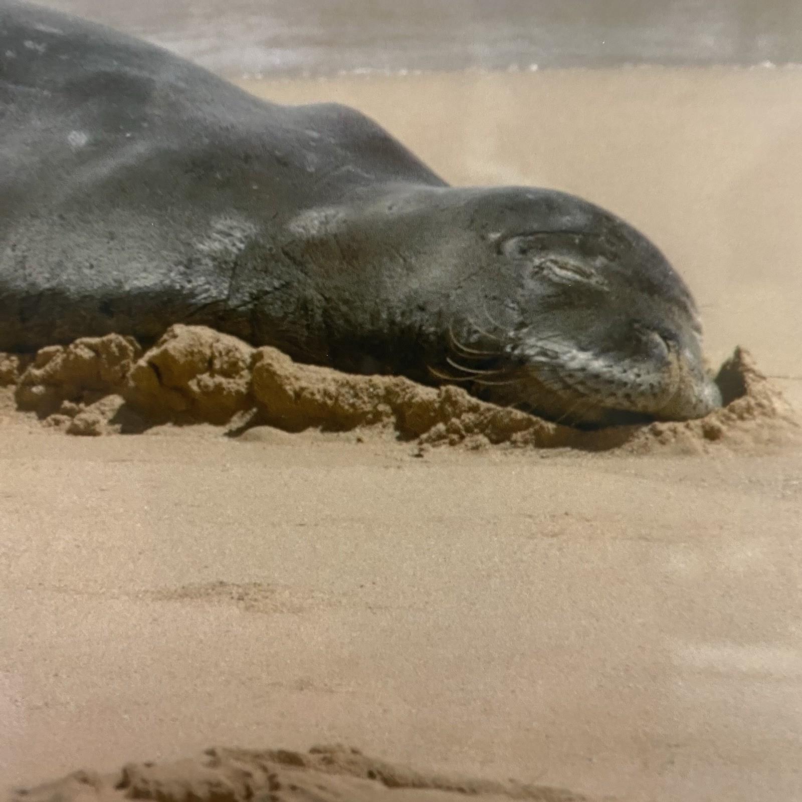 Hawaiian Monk Seal Fine Art Photography Framed Print 16×16 Matted Solid Oak Wood