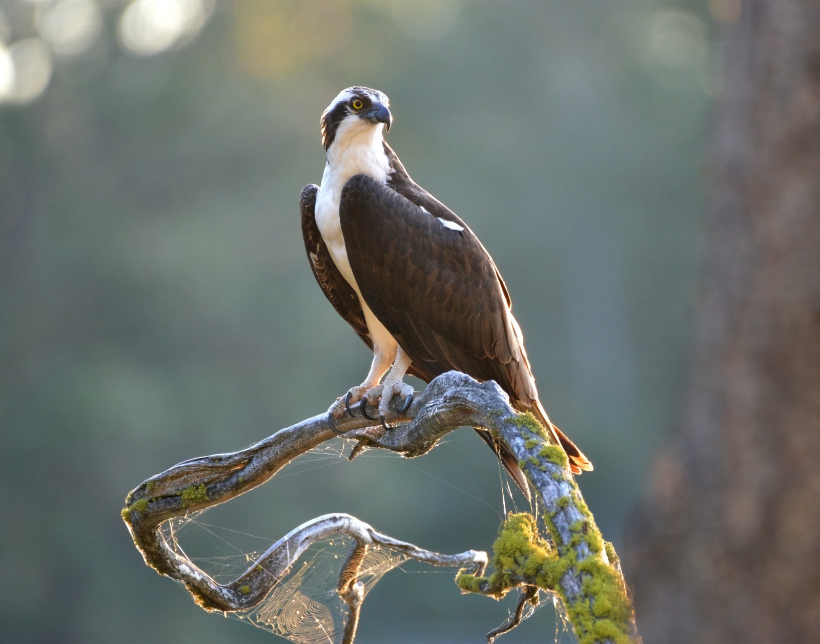 Osprey Wild Bird 11×14 Photograph Print 11″x14″