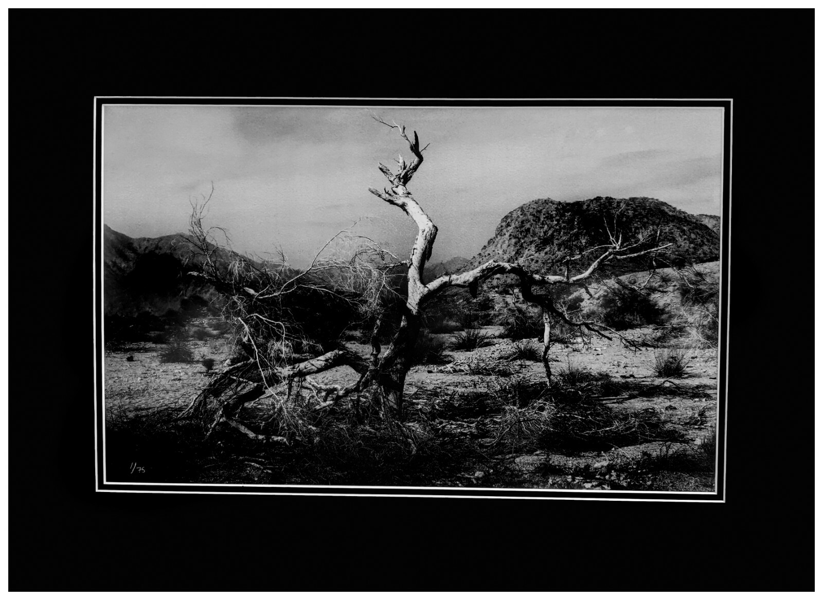 Nature Photography, Title: The Desert Tree Framed Ready to Display