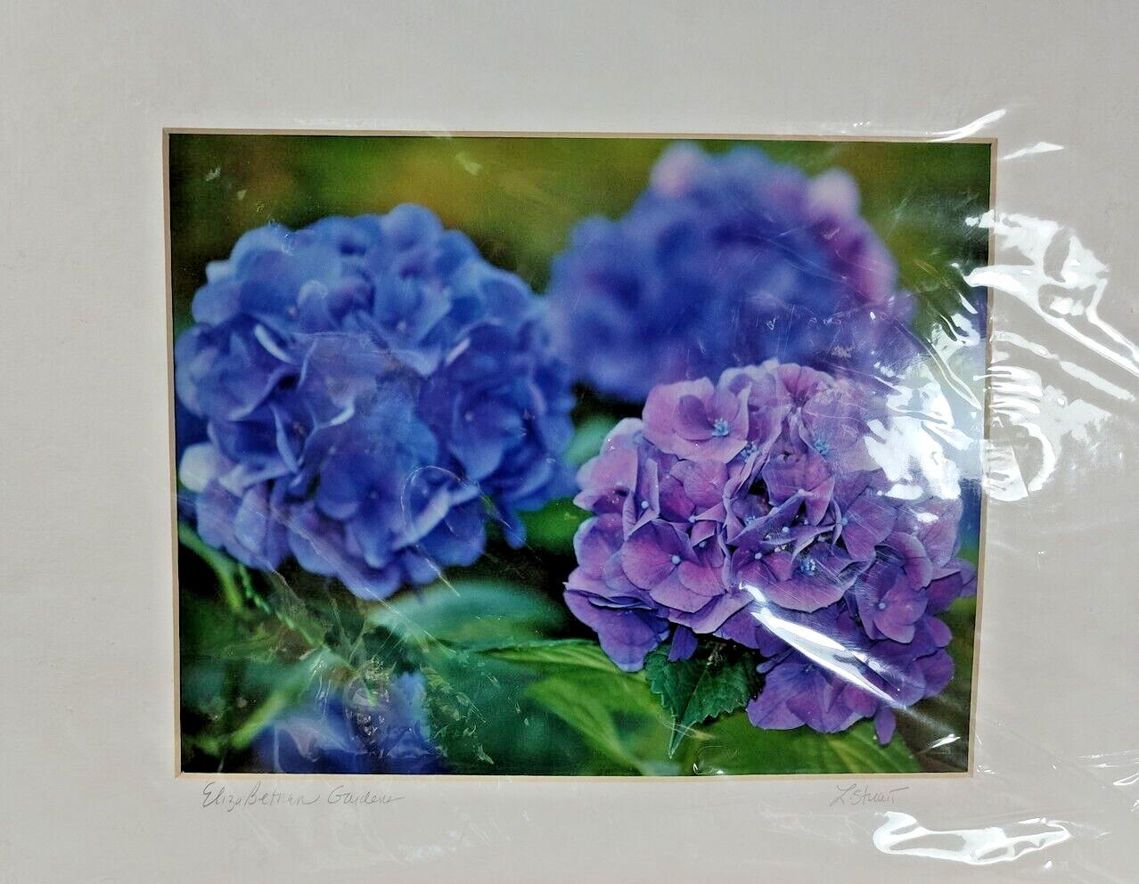 Original Photo Art Print Laurie A. Stuart Elizabethan Garden Hydrangea Flower