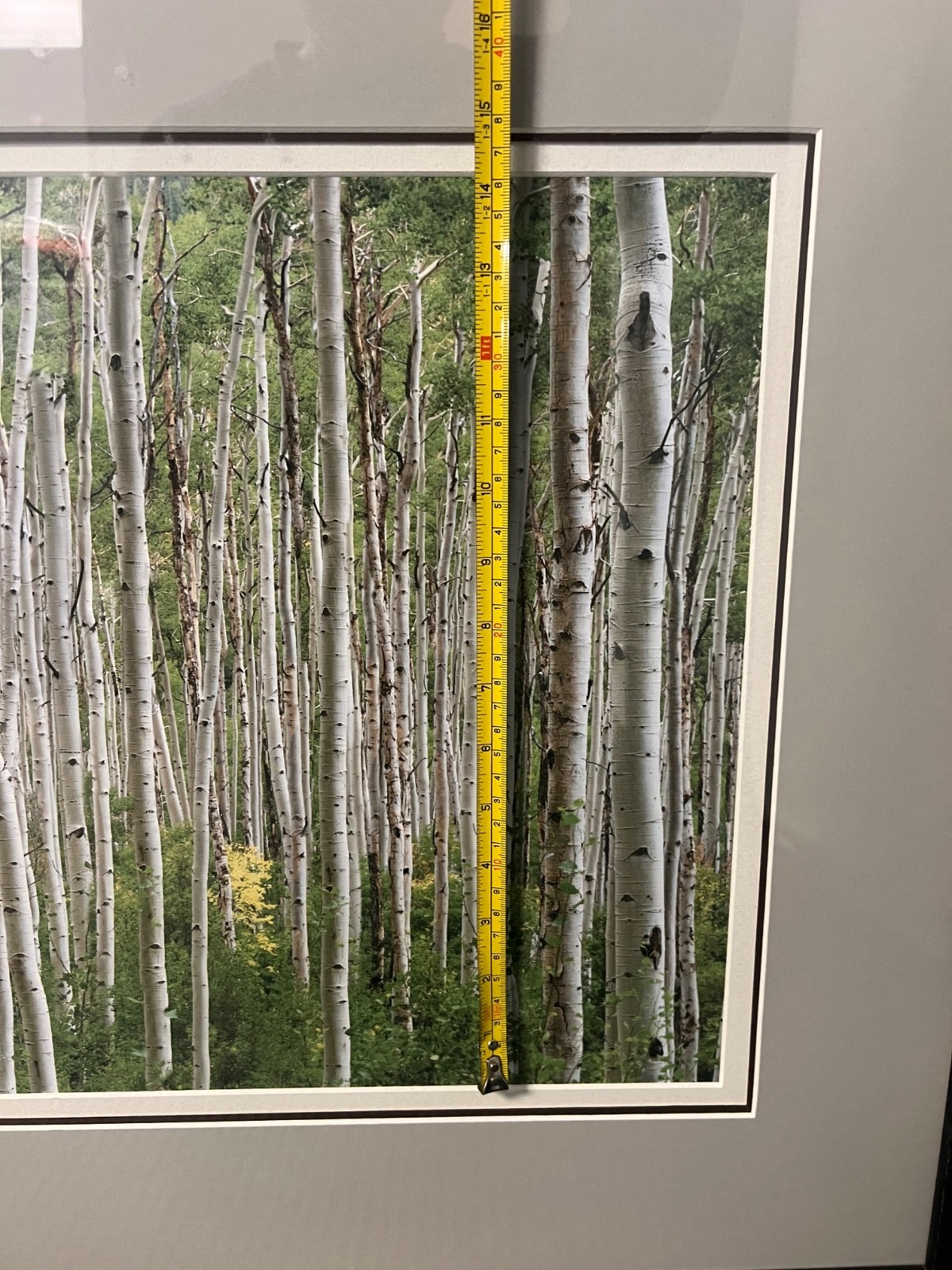 Large Wall Art Photo Picture Birch Print 15”x30” Framed & Matted 27”x42”