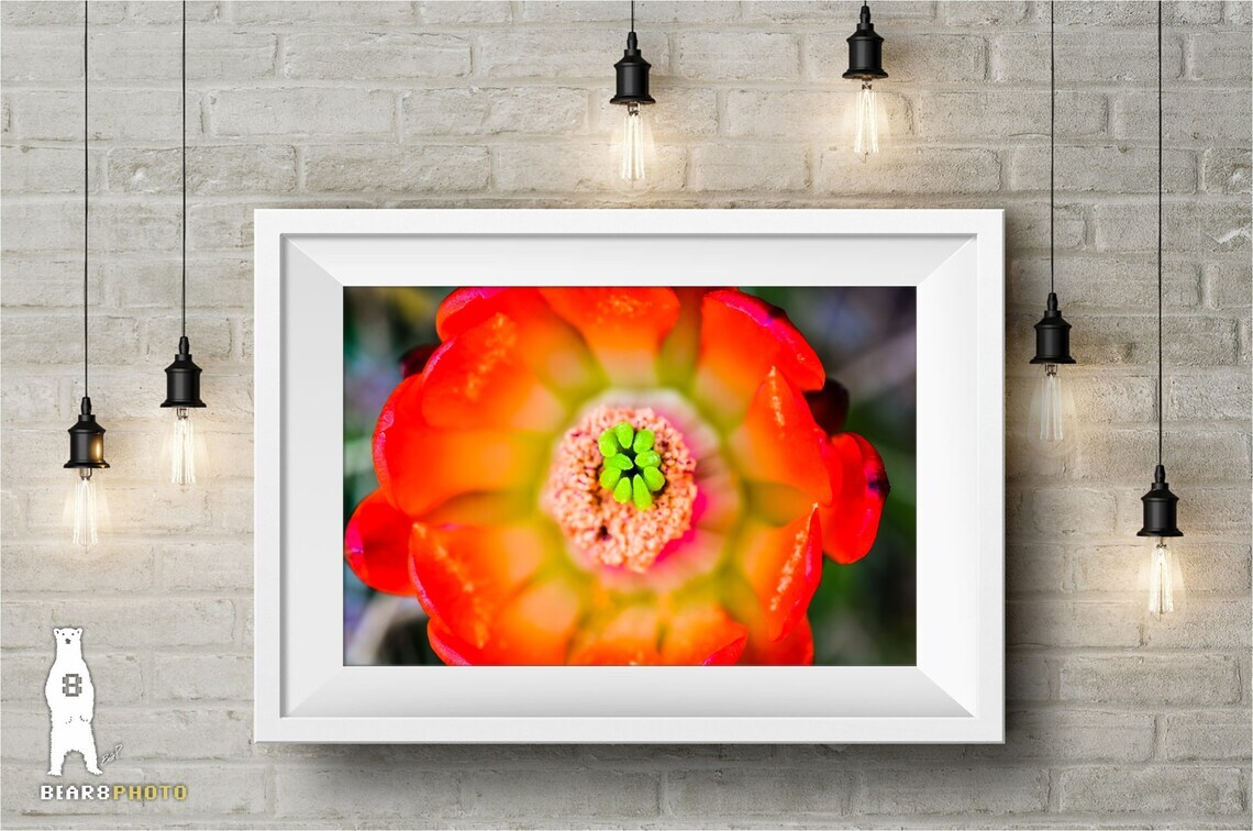 Echinocereus Coccineus (Scarlet Hedgehog Cactus) Flower – Fine Art Prints