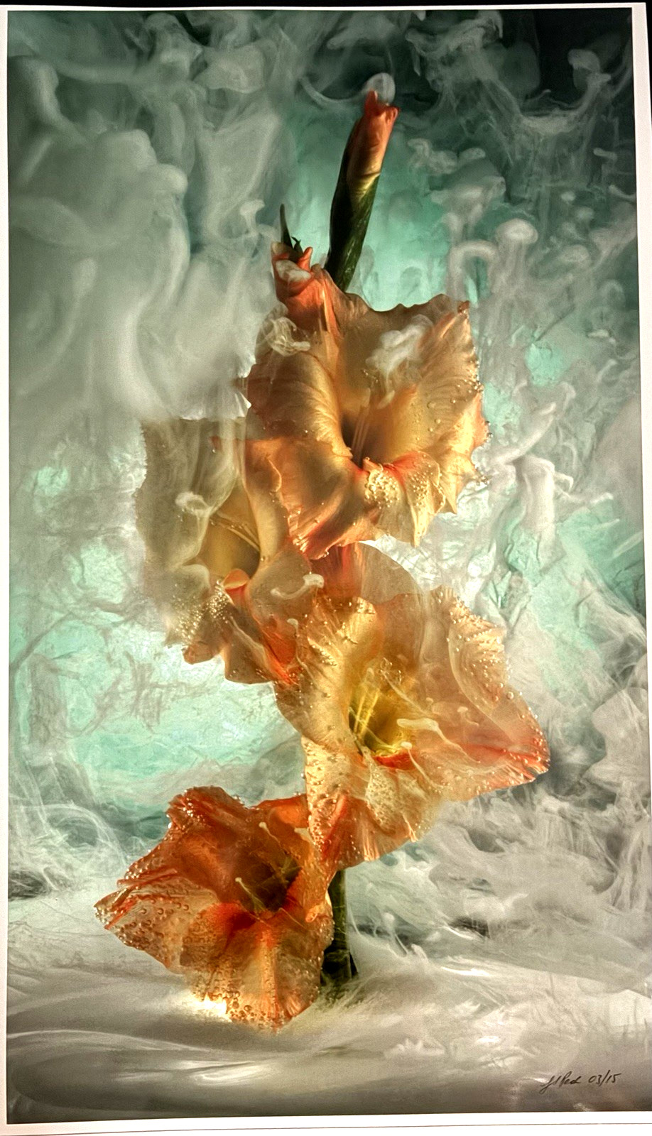 J Scott Peck Ltd Ed. 03/15 Ethereal Lighting Yellow Gladiolus Flower Photo Print