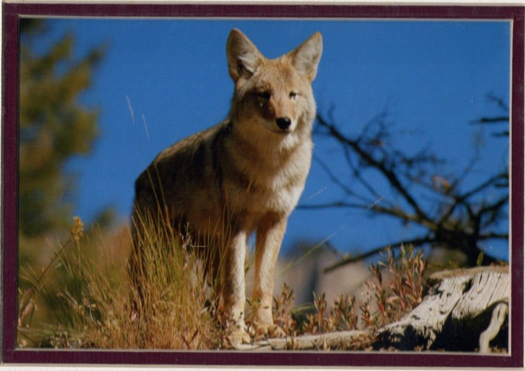 VTG. Coyote #8561, Matted photo Andrew Paul Art Studios The World of Animals NIP