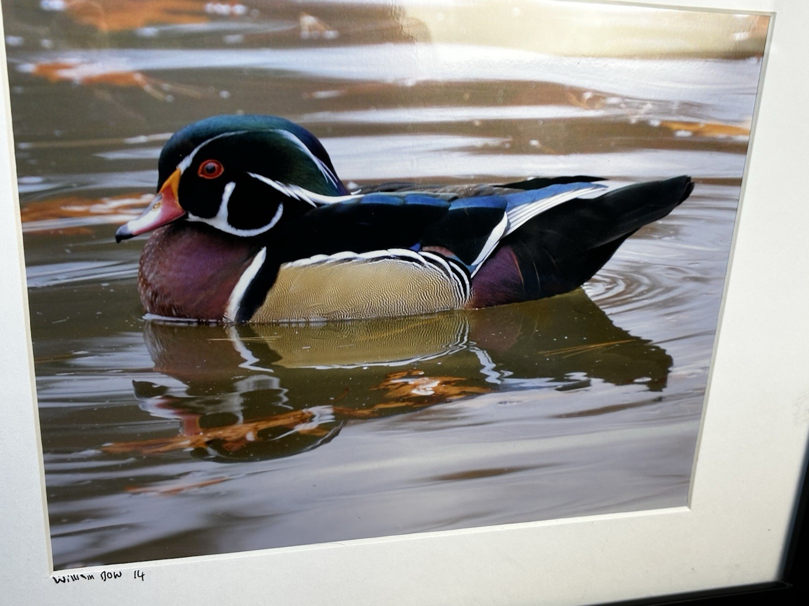 Male Wood Duck Signed Photograph William Dow 2014 Matted And Framed 17”x14”