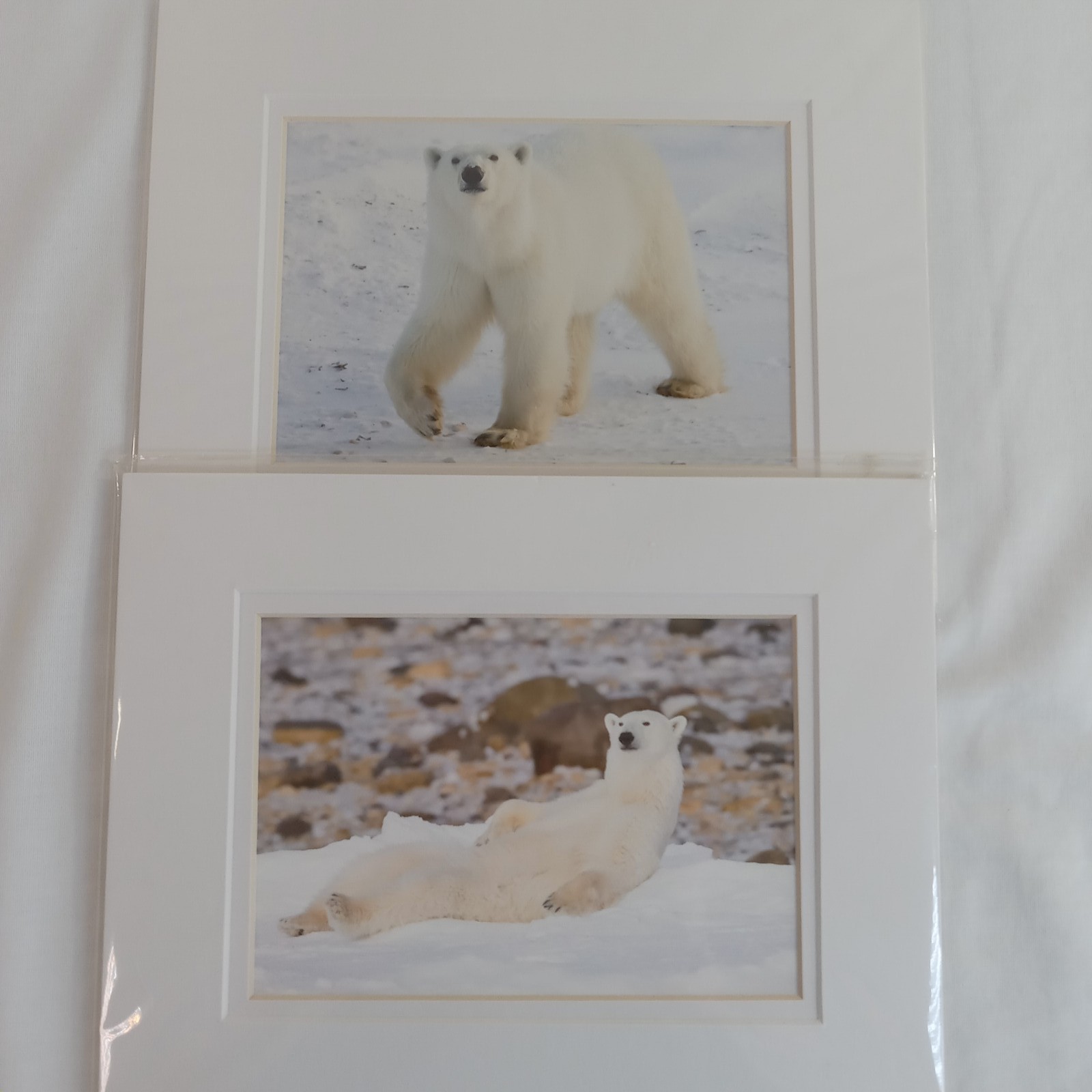 Polar Bear Photography Prints Set of 2 Matted Wildlife Art Photos Mike Johnson