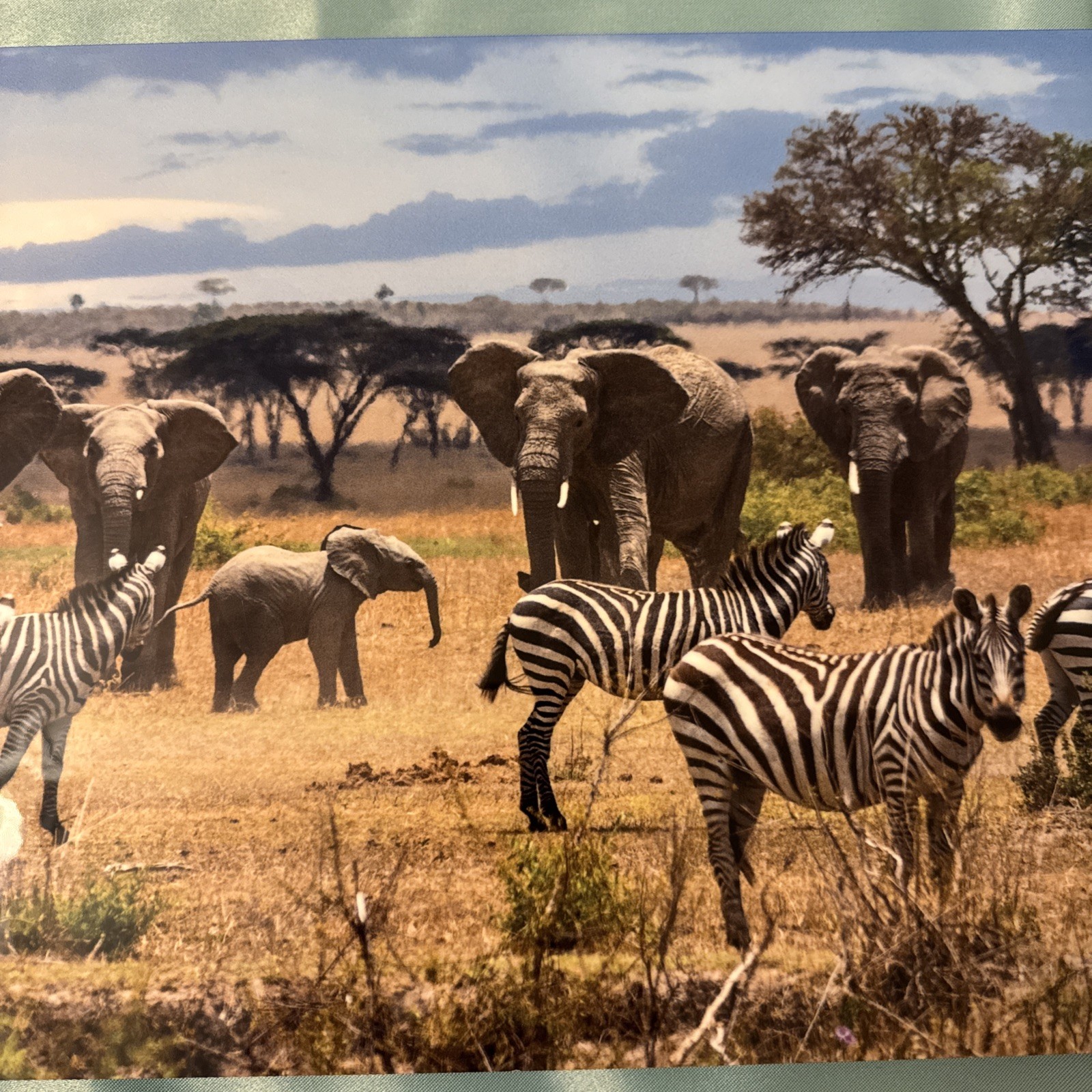 Paul Gruner elephant & zebra safari Metal Art Signed