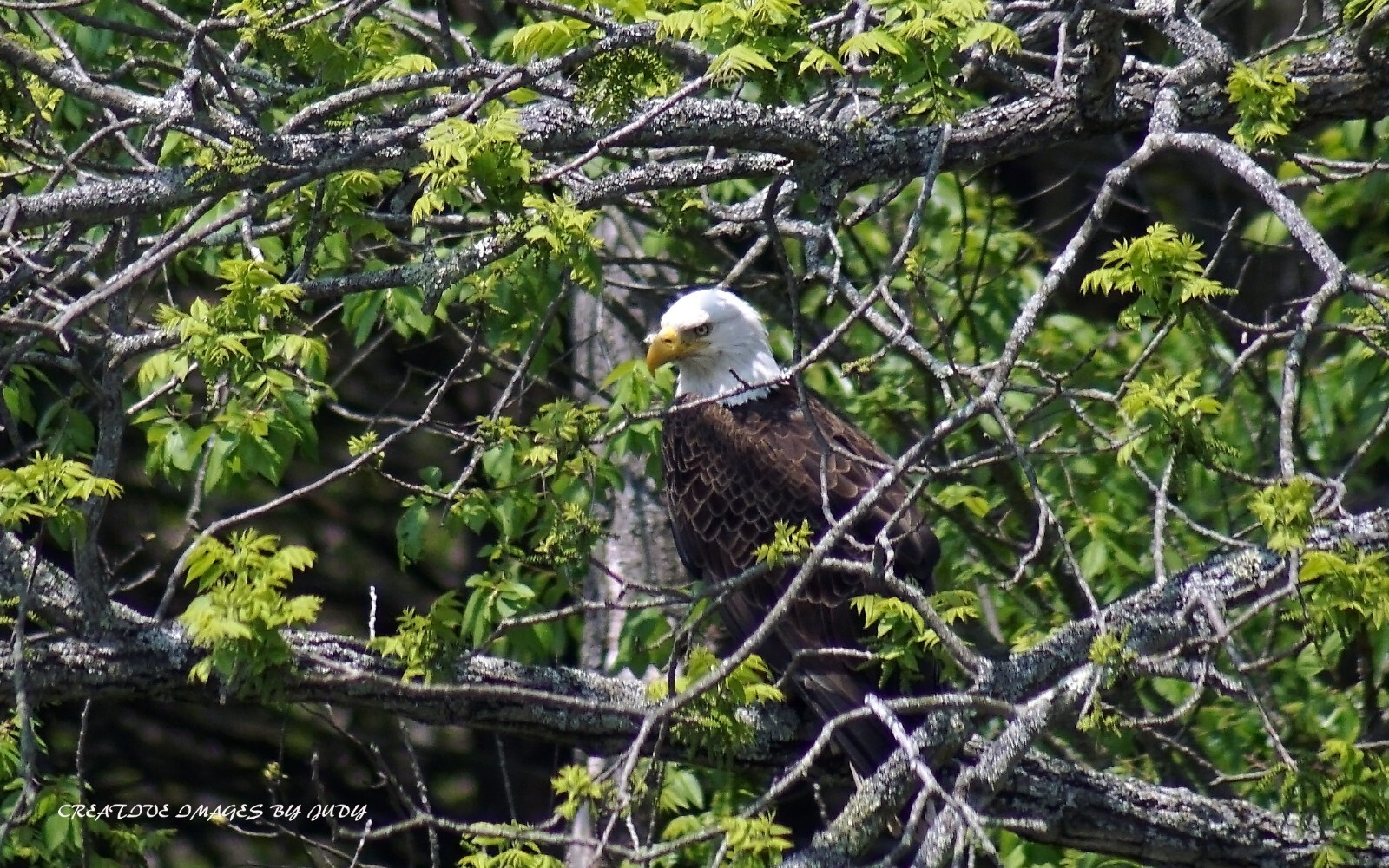 “Happy Now, You Can Get a Better Shot” Bald Eagle Wall Art