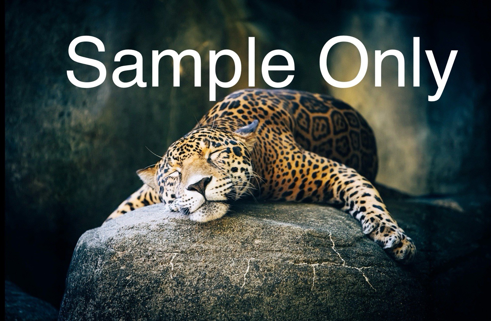 Beautiful Limited Edition Giclée Fine Art Print, “Cat Nap”, Signed & Numbered