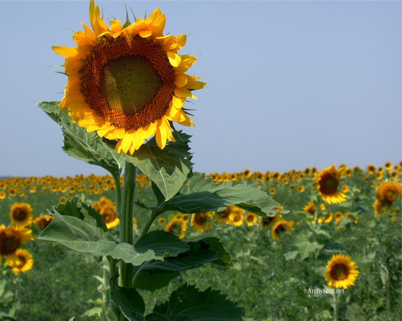 Field of sunflowers 8×10″ photograph print