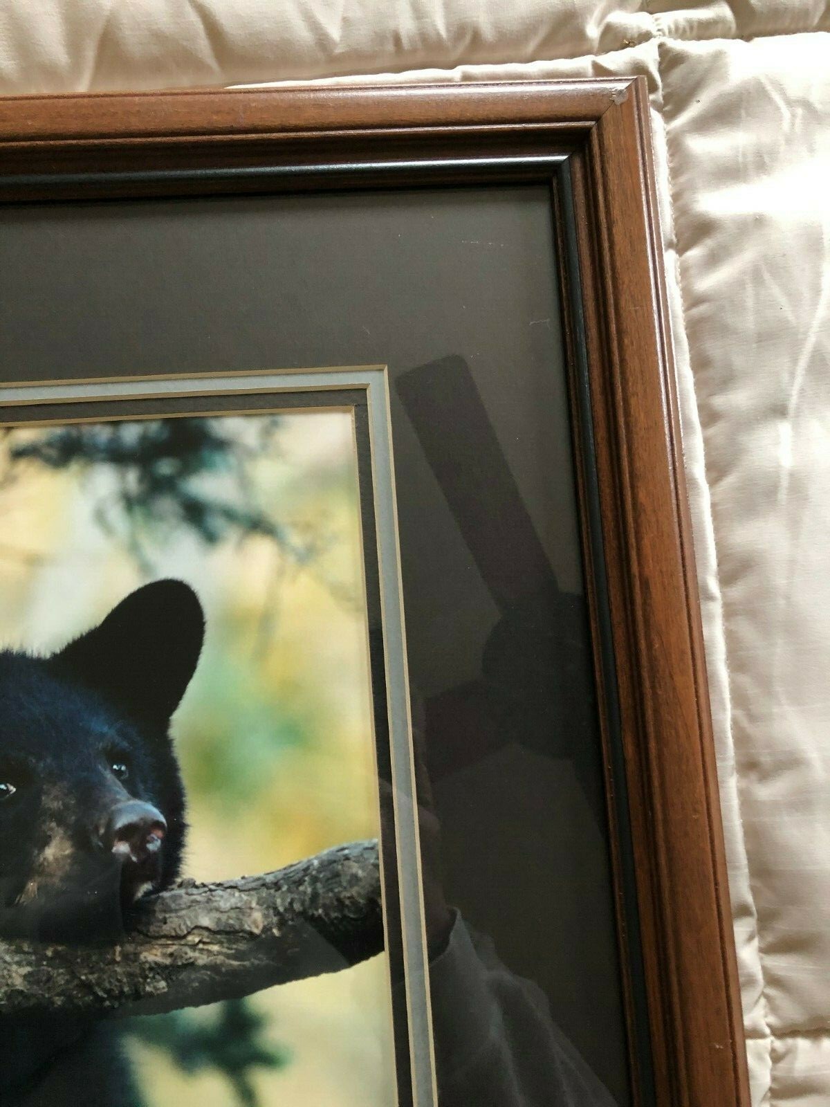 “BLACK BEAR CUB CHIN UP” OPEN EDITION FRAMED PHOTOGRAPH BY CHET DOWELL