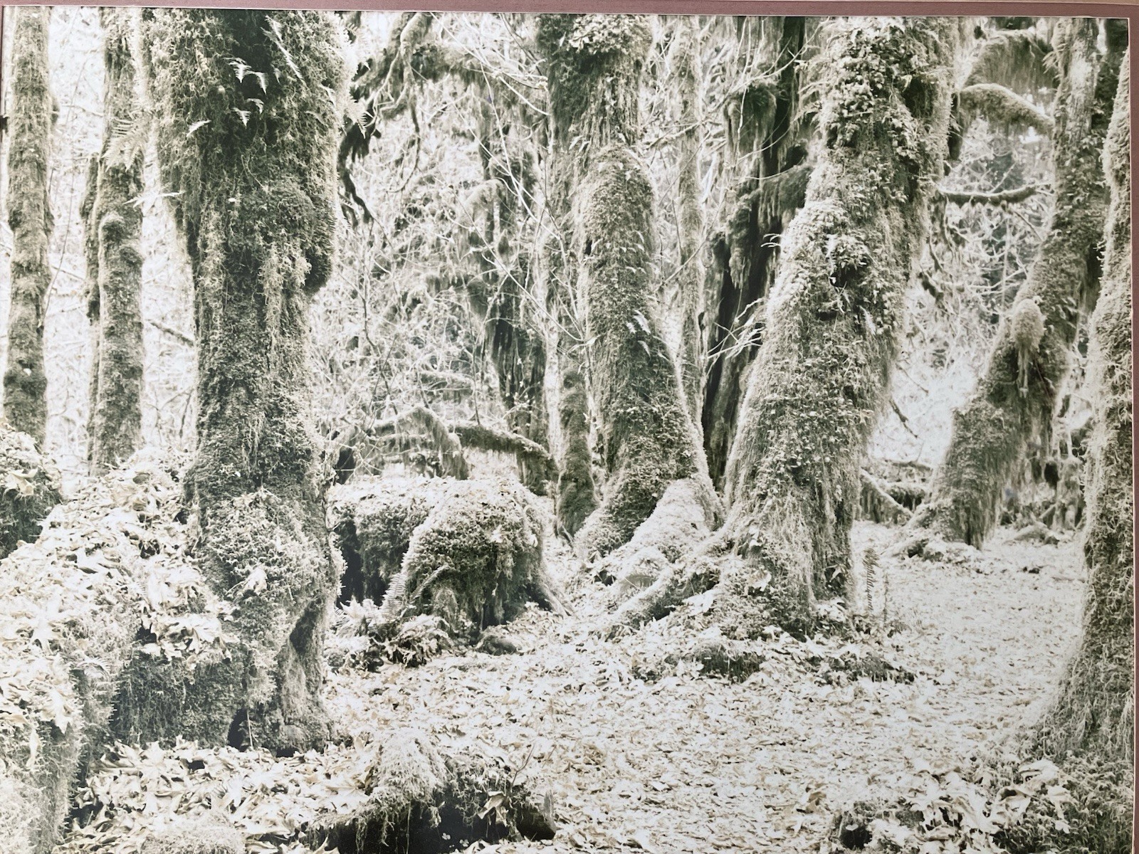 Ray Atkeson Original Photo Large Frames Signed Old Forest Landscape Oregon