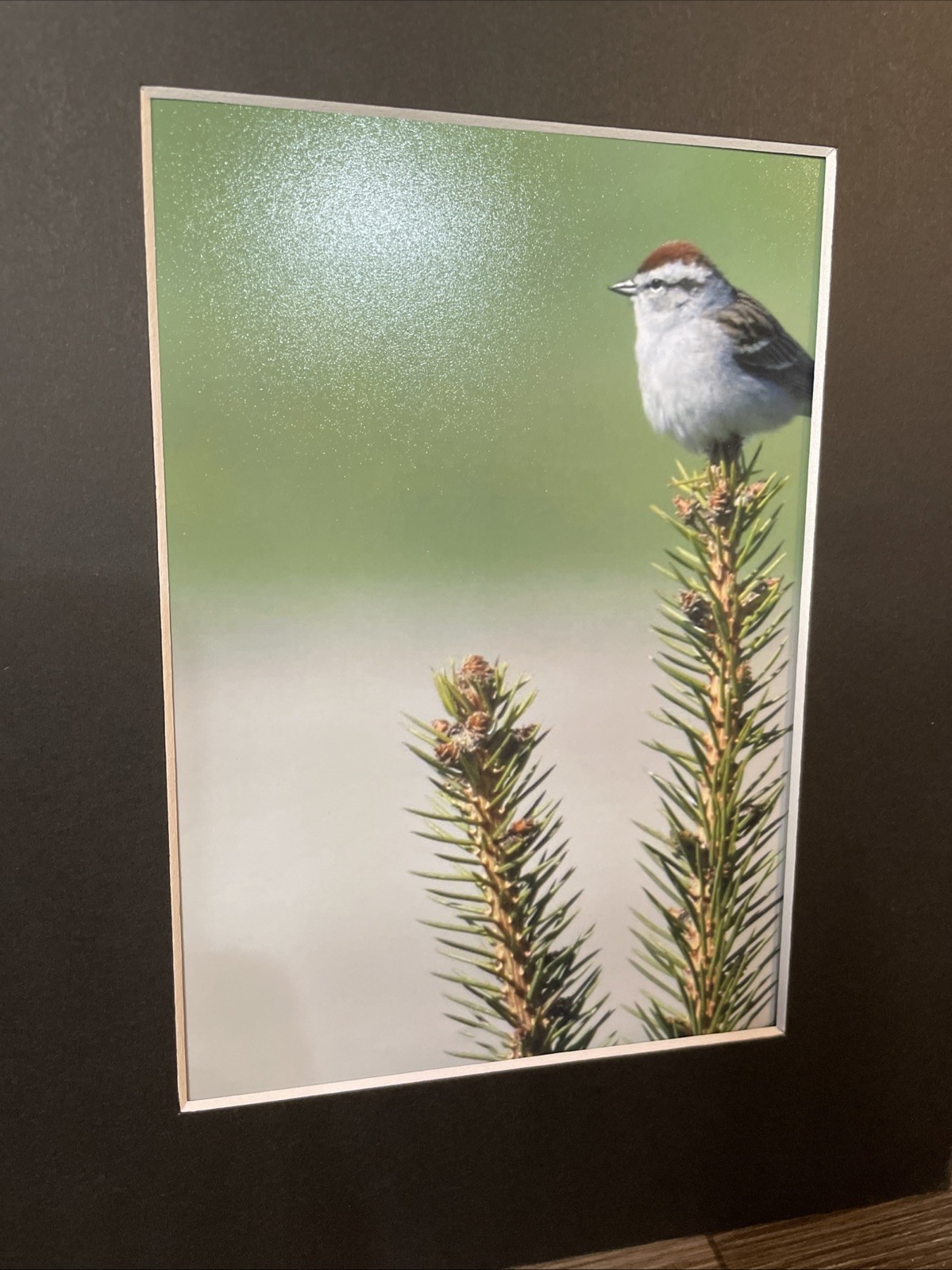 Bird Photograph 5×7 Print In 8×10 Mat. Photo And Mat Only. Bird Photo, Wall Art