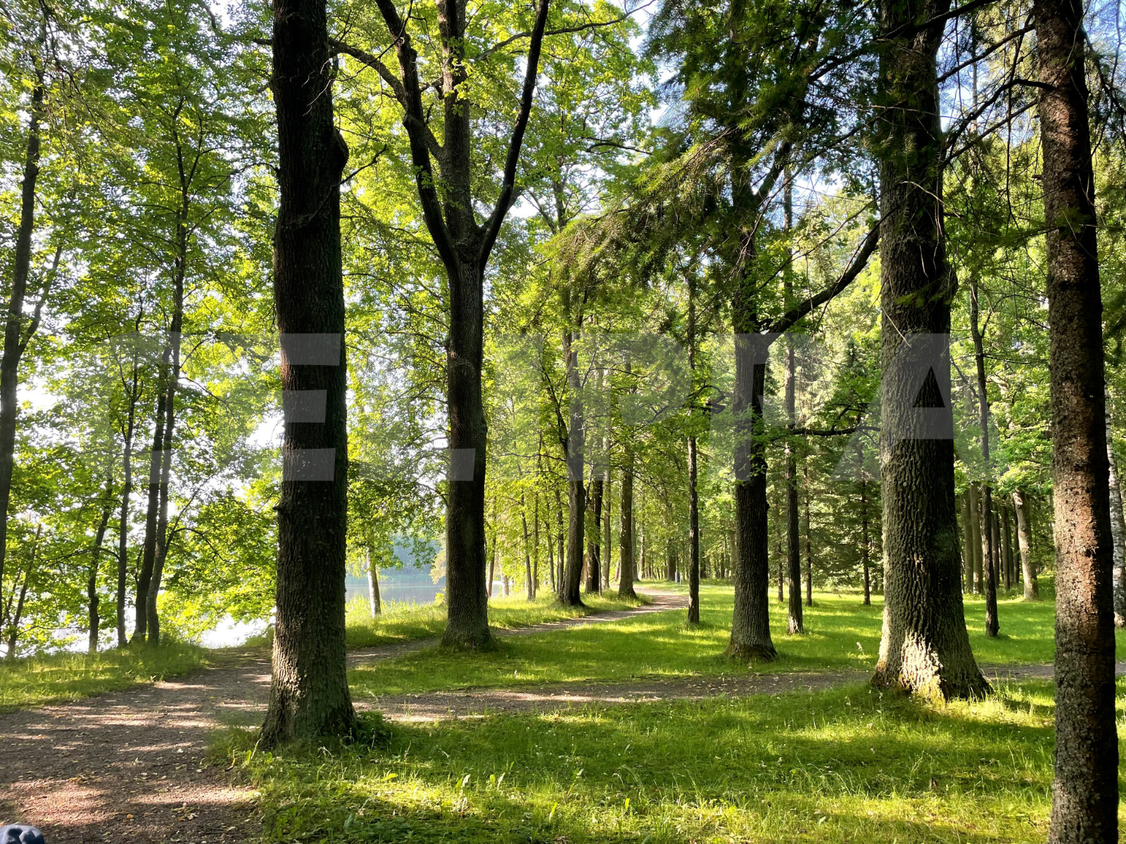 Photo Digital Product Wallpaper Image Picture Background Desktop Art -Lake.Fores