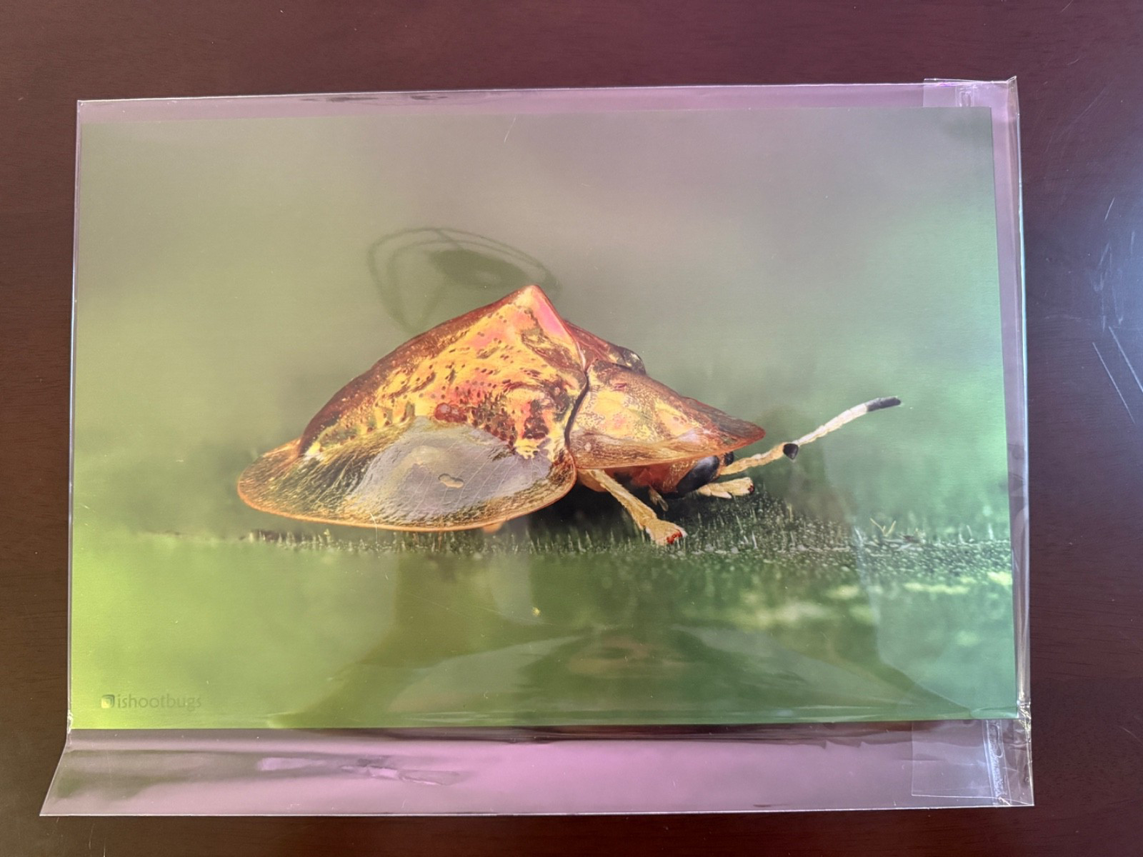 8×12 Tortoise Beetle Metal Wall Art Sheer Satin Wildlife Photography