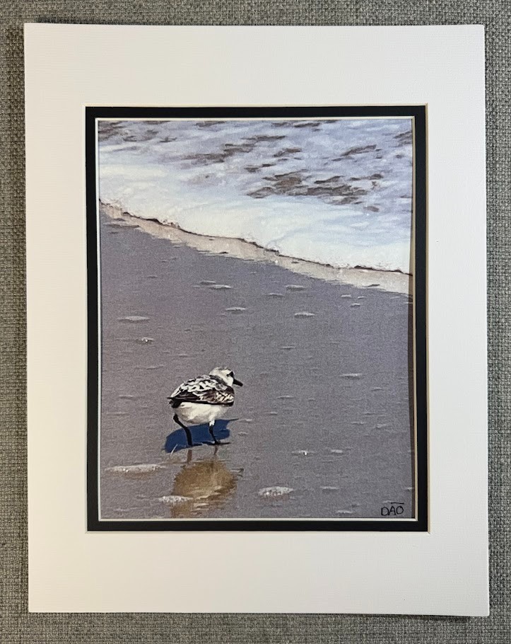 Plover Digital Watercolor Original Photograph 8 X 10 Matted To 11 X 14 – Signed