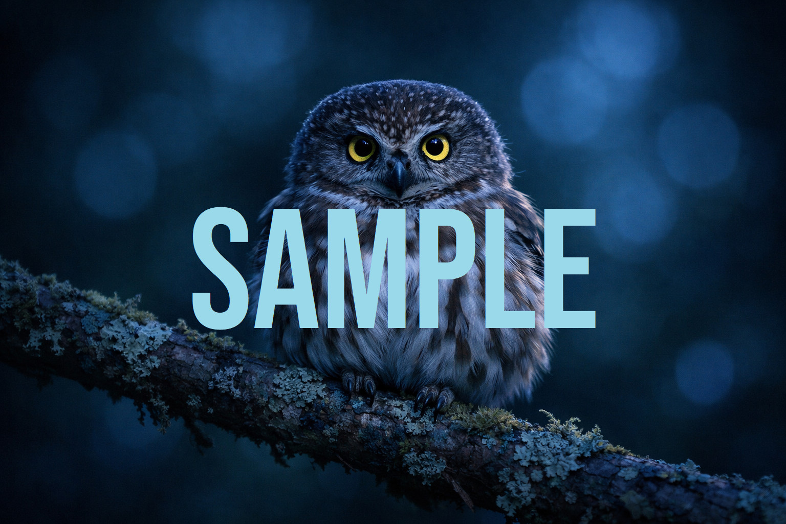 Owl Digital Download Ibis Art Photo Image Wallpaper Background Desktop Printable