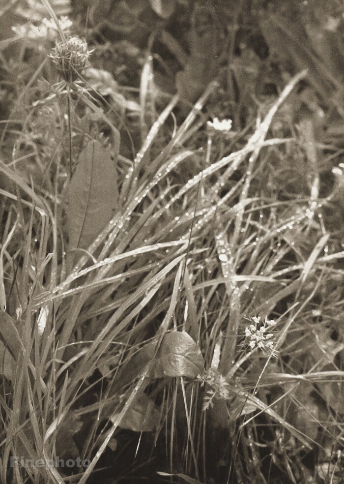 1946 Vintage JOSEF SUDEK Morning Dew Grass Nature Original Photo Gravure Art