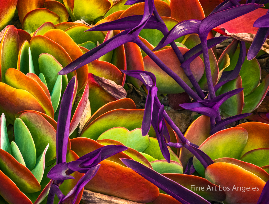 Jay Buchsbaum Photo, Untitled #6 Colorful Succulents