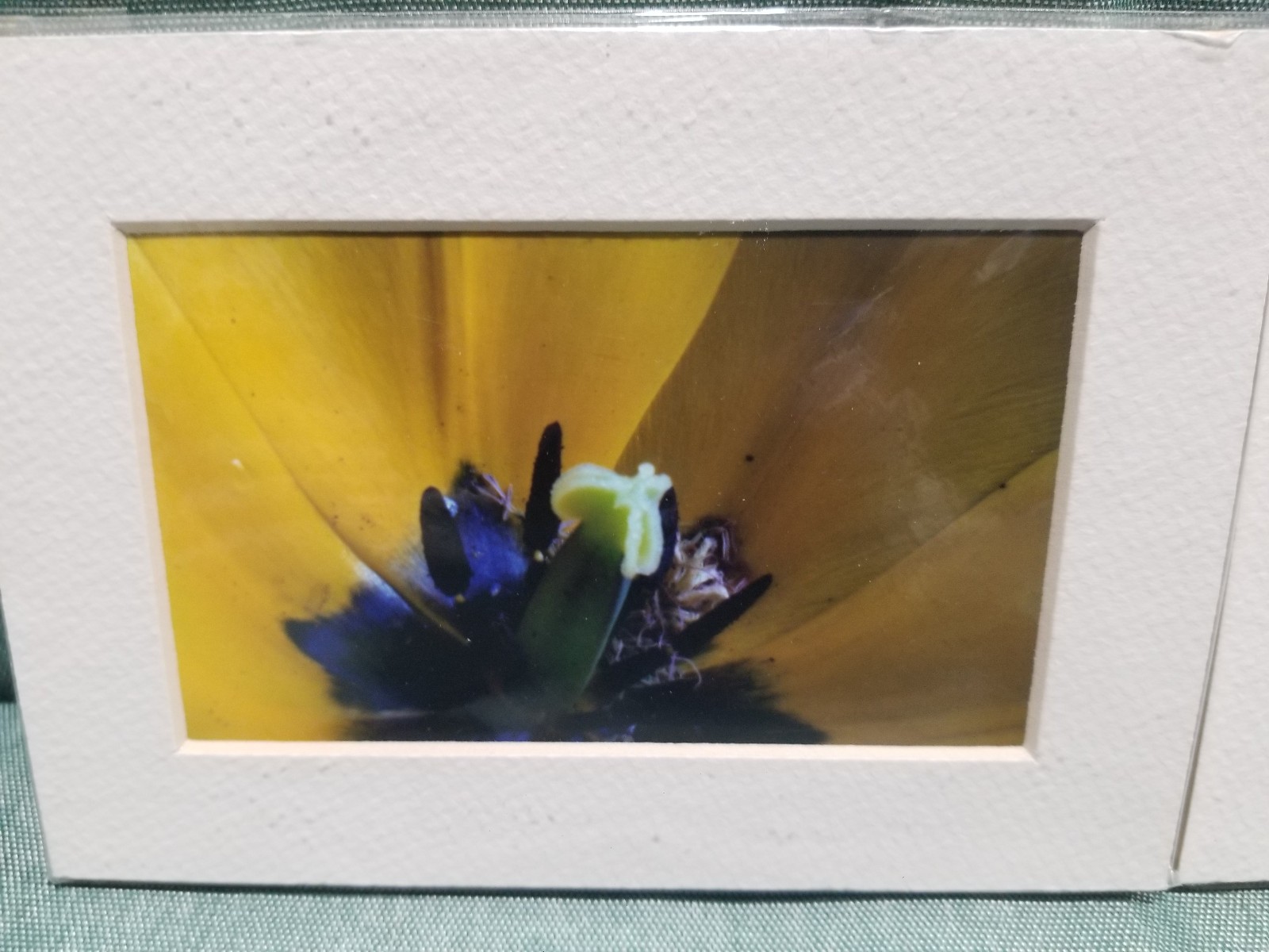 New Lot of 4 Matted 5×7 Photo Fine Art Print spring flower Tulip Yellow Red