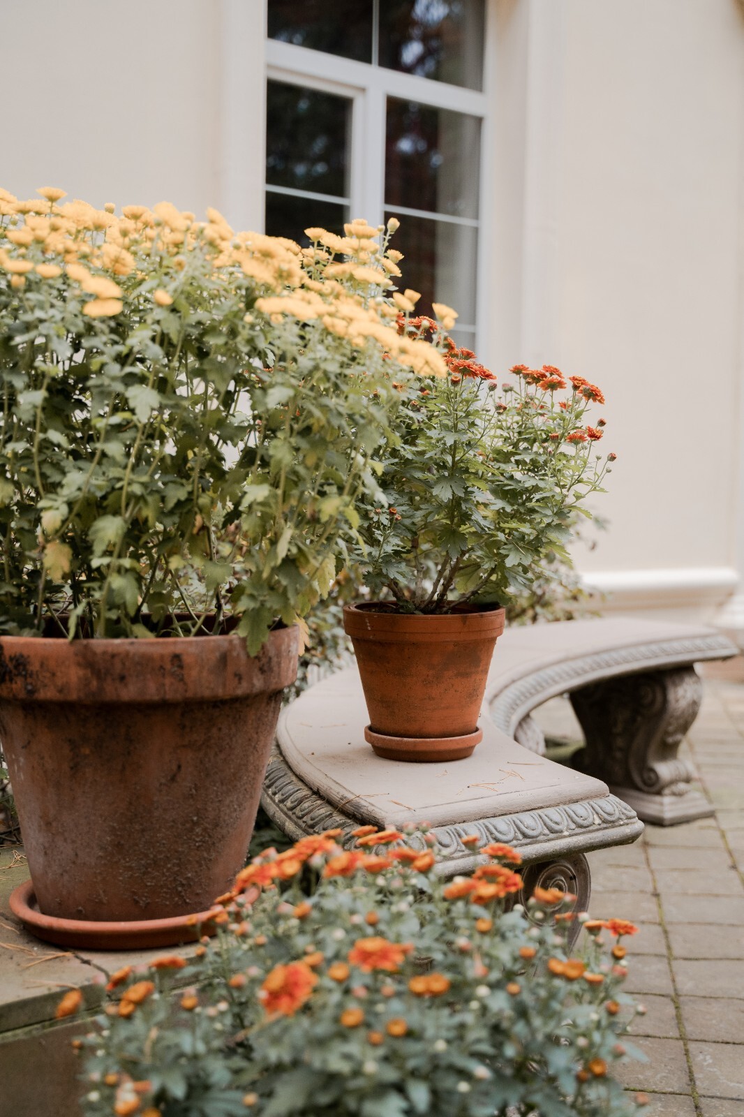 Digital Image Picture Photo Pic Wallpaper Background Flowers in clay pots