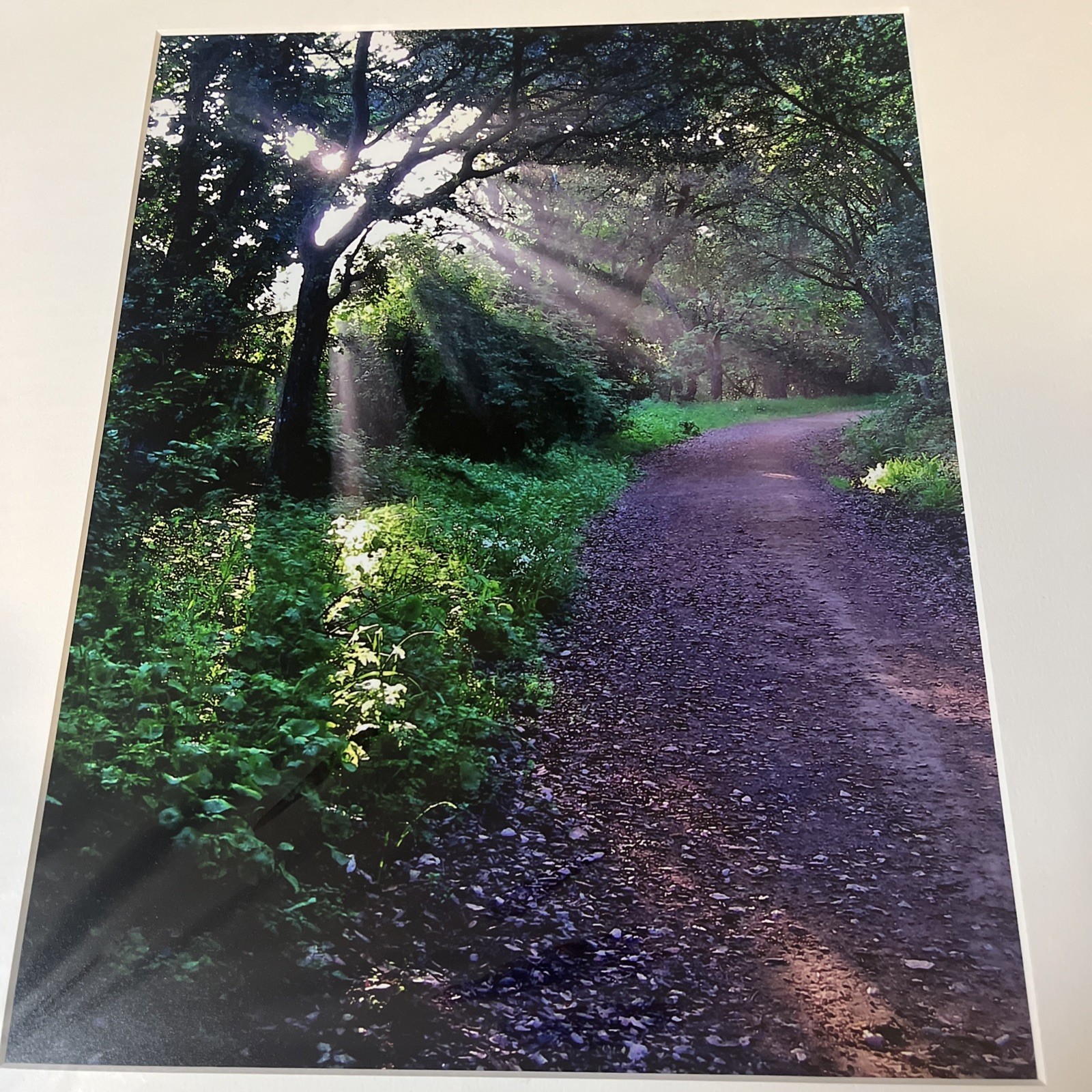 Kevin Fox Lake Chabot Rays Trees Trail Matted Photo 16×20 Signed 2003