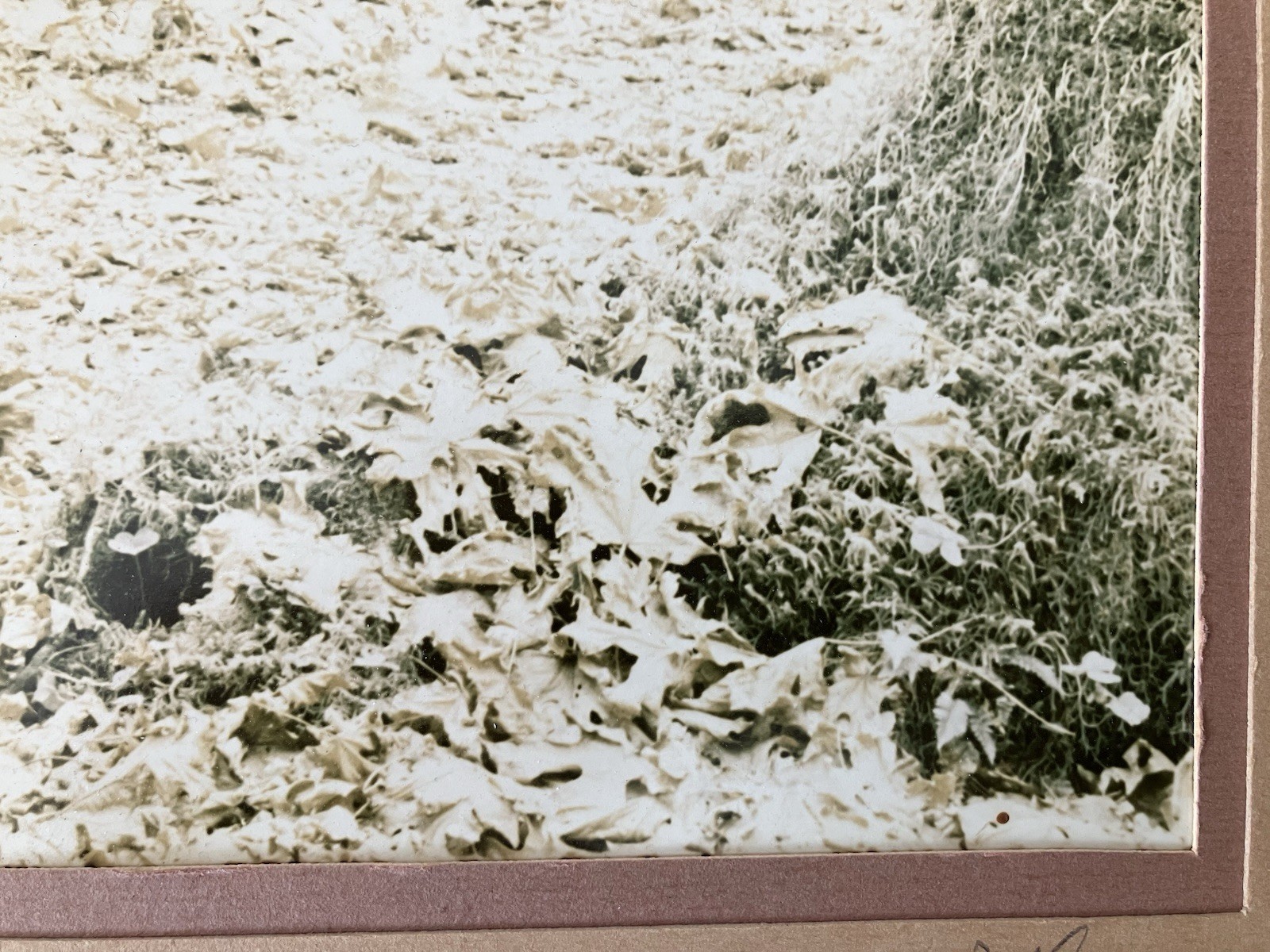 Ray Atkeson Original Photo Large Frames Signed Old Forest Landscape Oregon
