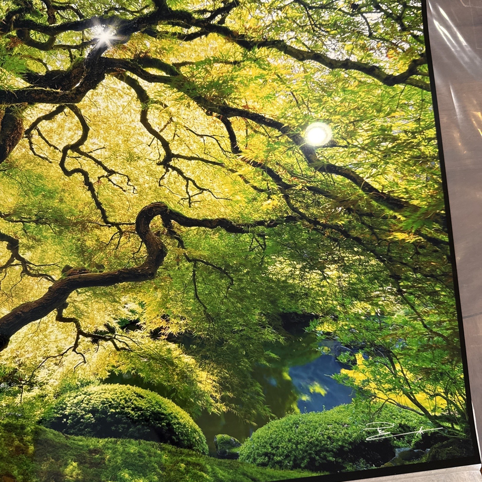 Peter Lik Small Tree Photo Print 24×16 Signed Unframed