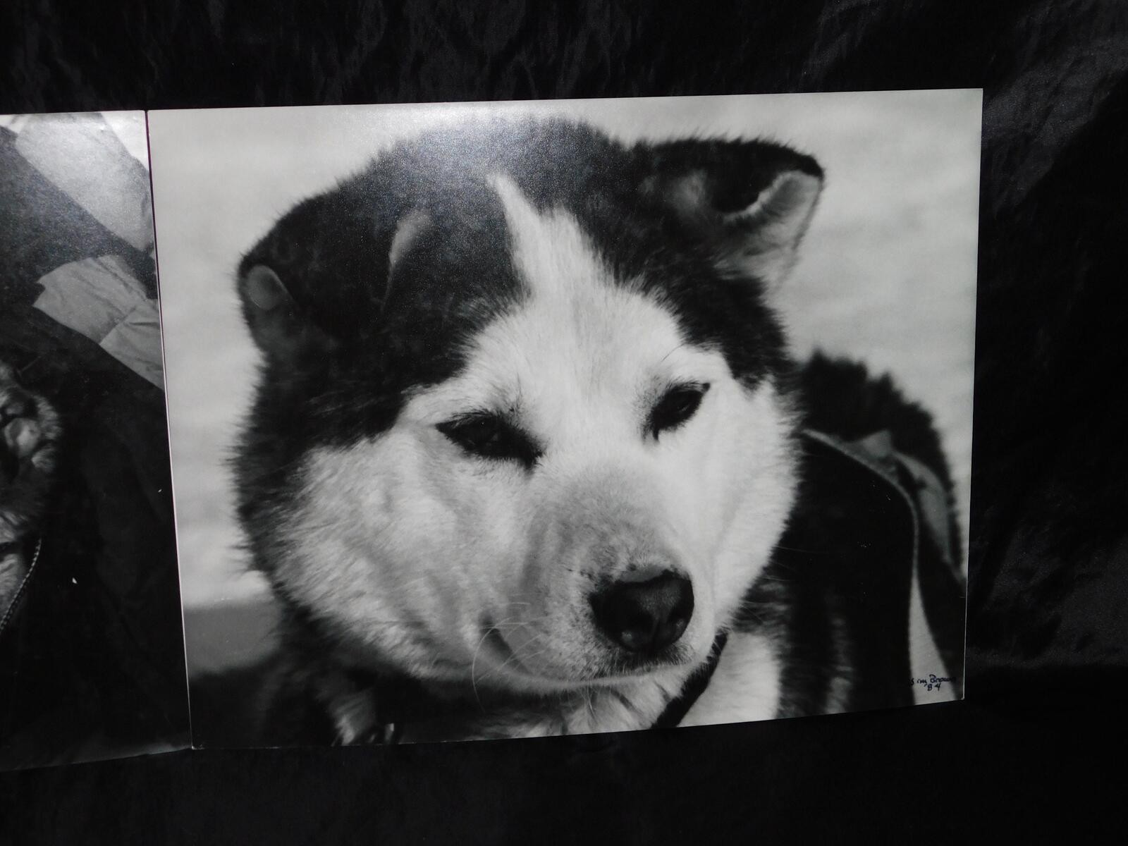 Alaska Iditarod Dog Sled Race 1985 Jim Brown Signed Mounted Set 6 Photos