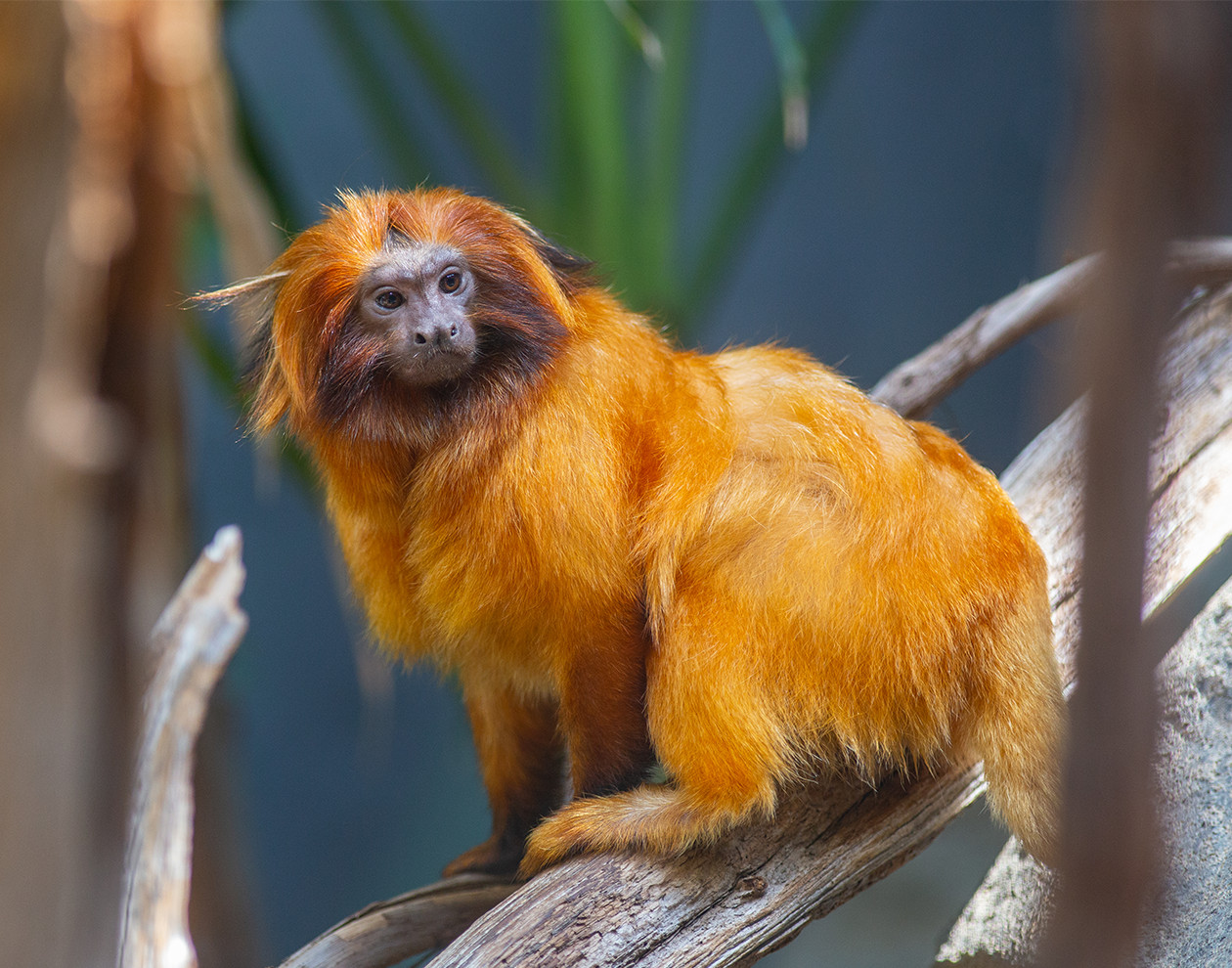 Golden Lion Tamarin Photograph Print 11″x14″