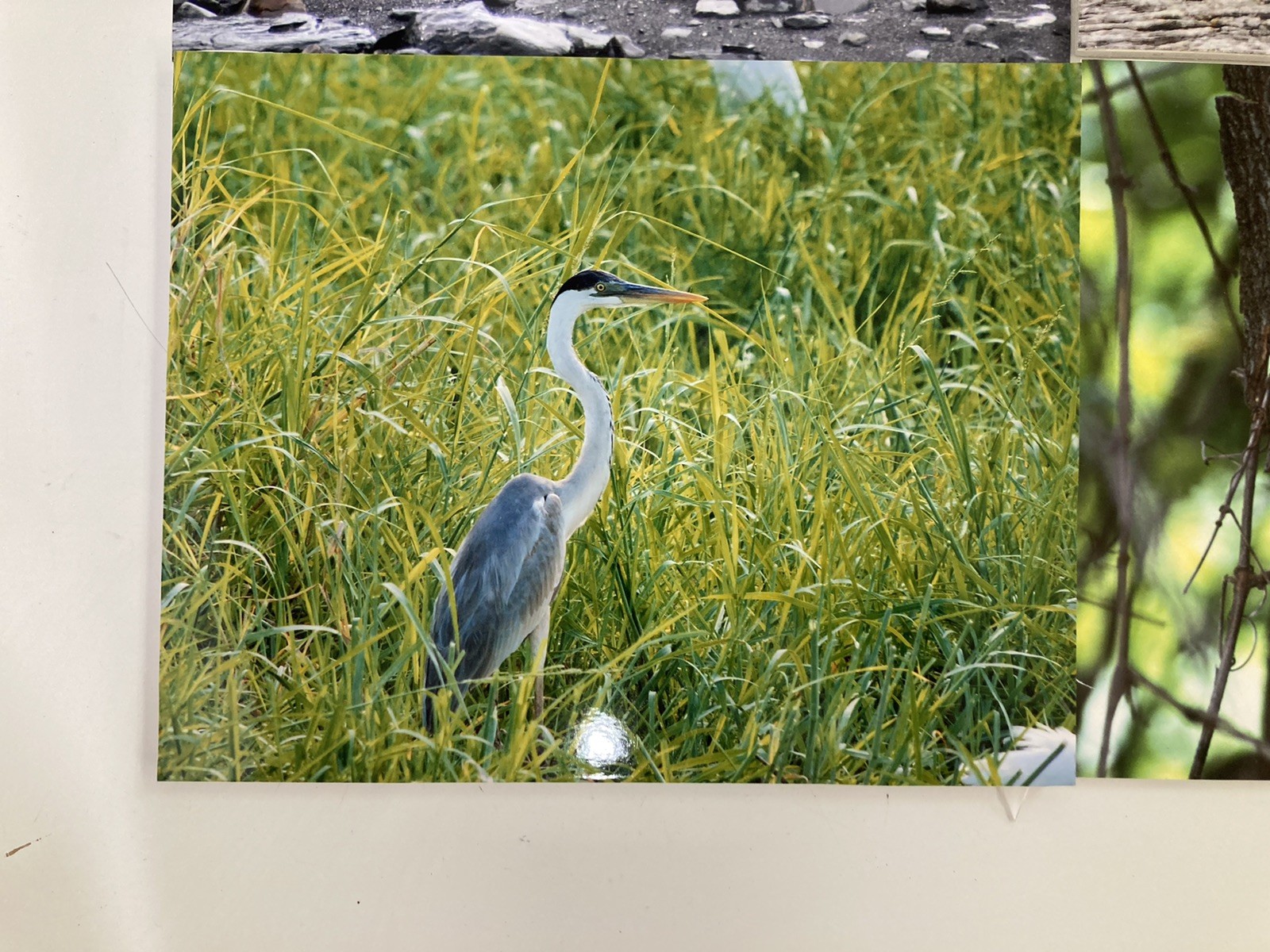6 Original Bird Photography 8” X 10”