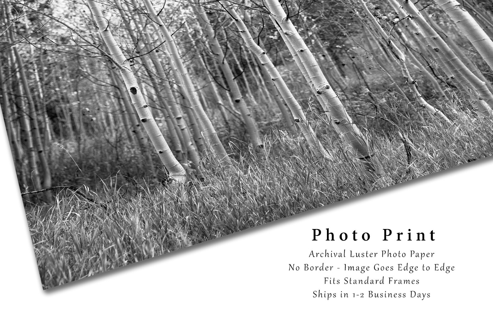 Black and White Photography Print of Aspen Tree Grove on Autumn Day in Colorado
