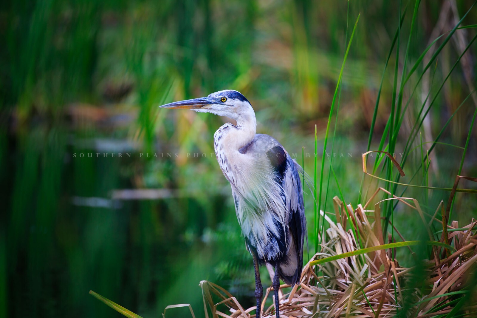 Wildlife Photography Print – Picture of Great Blue Heron in South Carolina