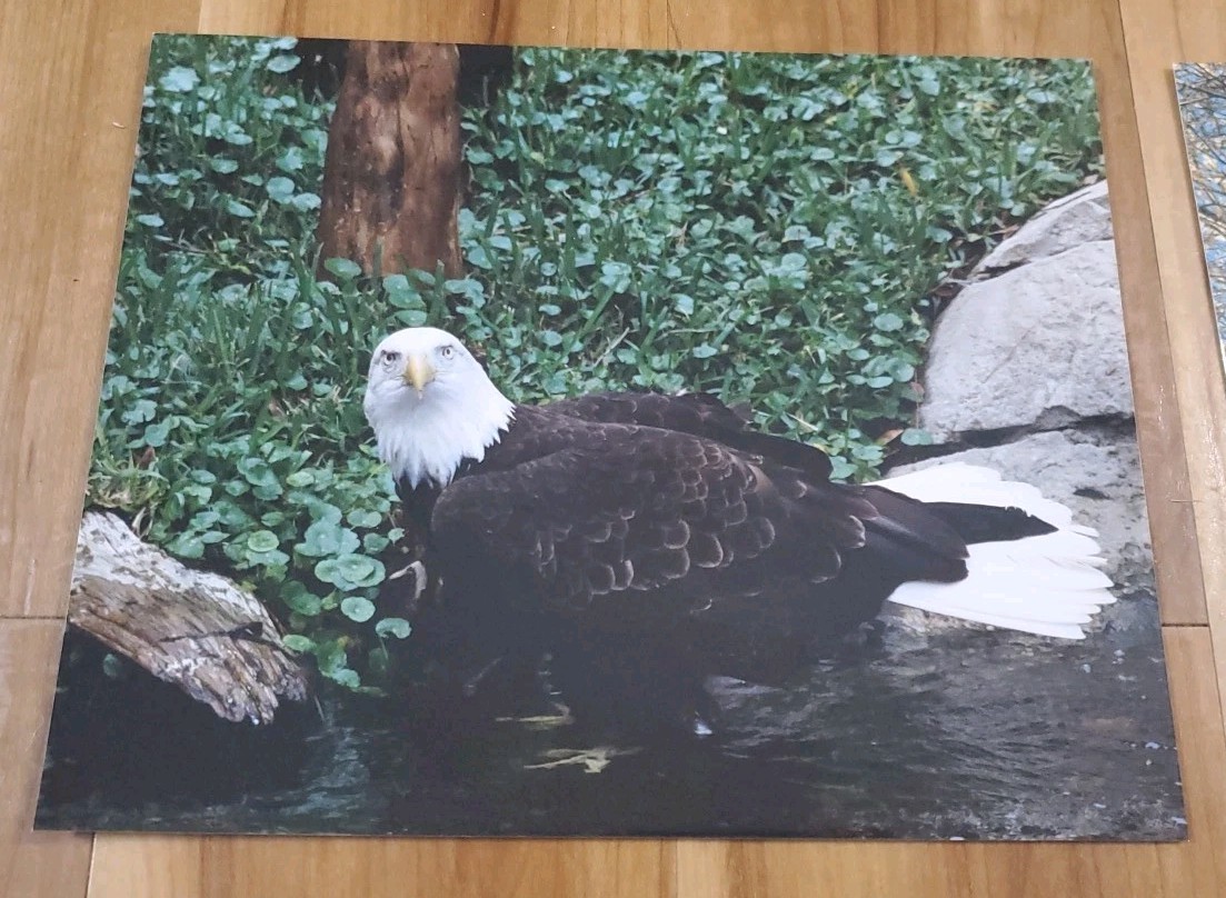American Bald Eagle Print Pictures Lot of 4 Sitting Trees Nature Up Close 8×10