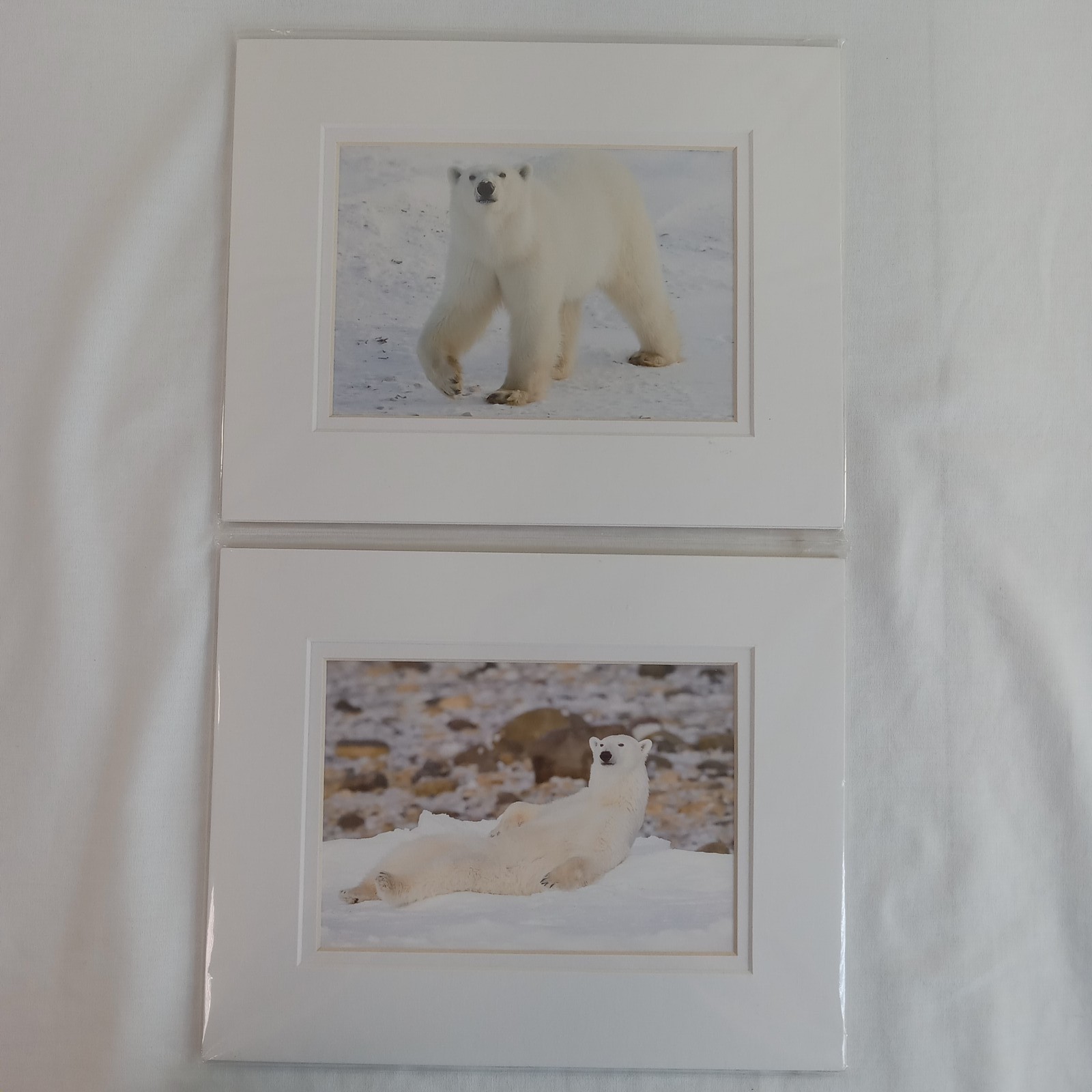 Polar Bear Photography Prints Set of 2 Matted Wildlife Art Photos Mike Johnson
