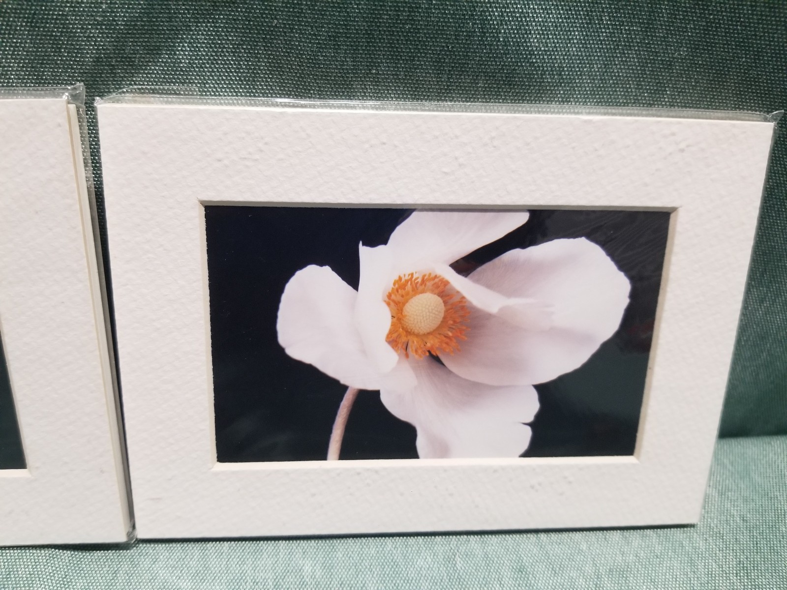 New Lot of 4 Matted 5×7 Photo Fine Art Print spring flower Tulip White Red