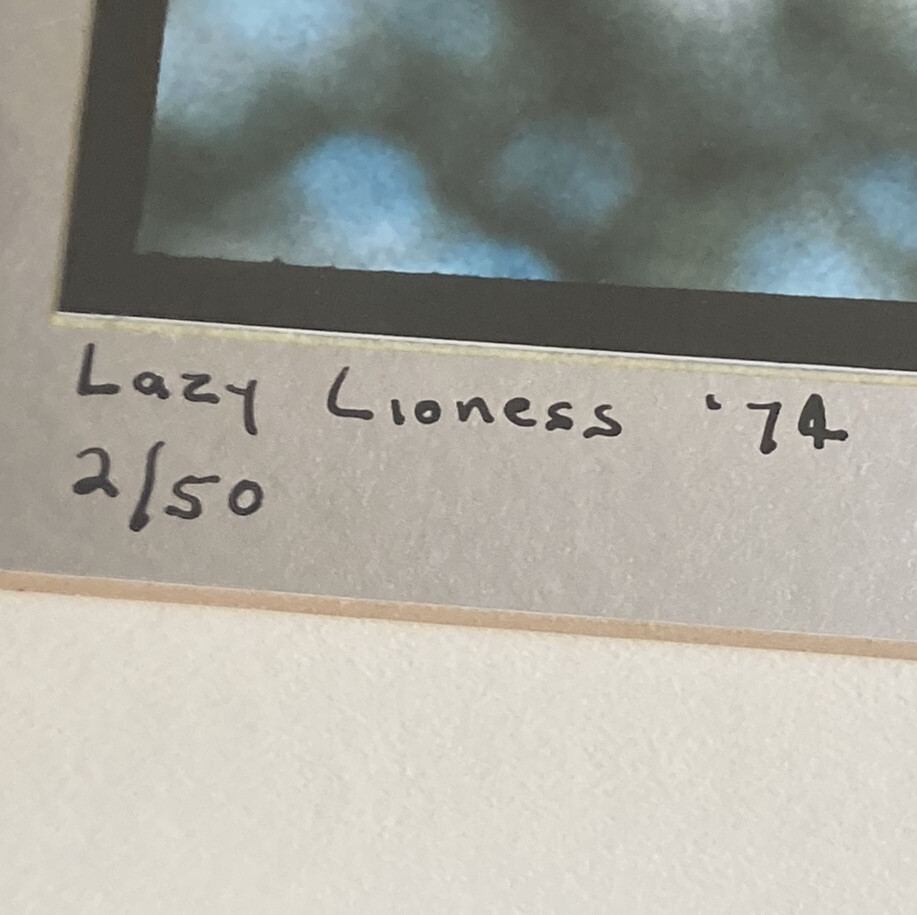 RARE Photographer Signed Limited Edition Photograph Print 1974 Lazy Lioness EUC!
