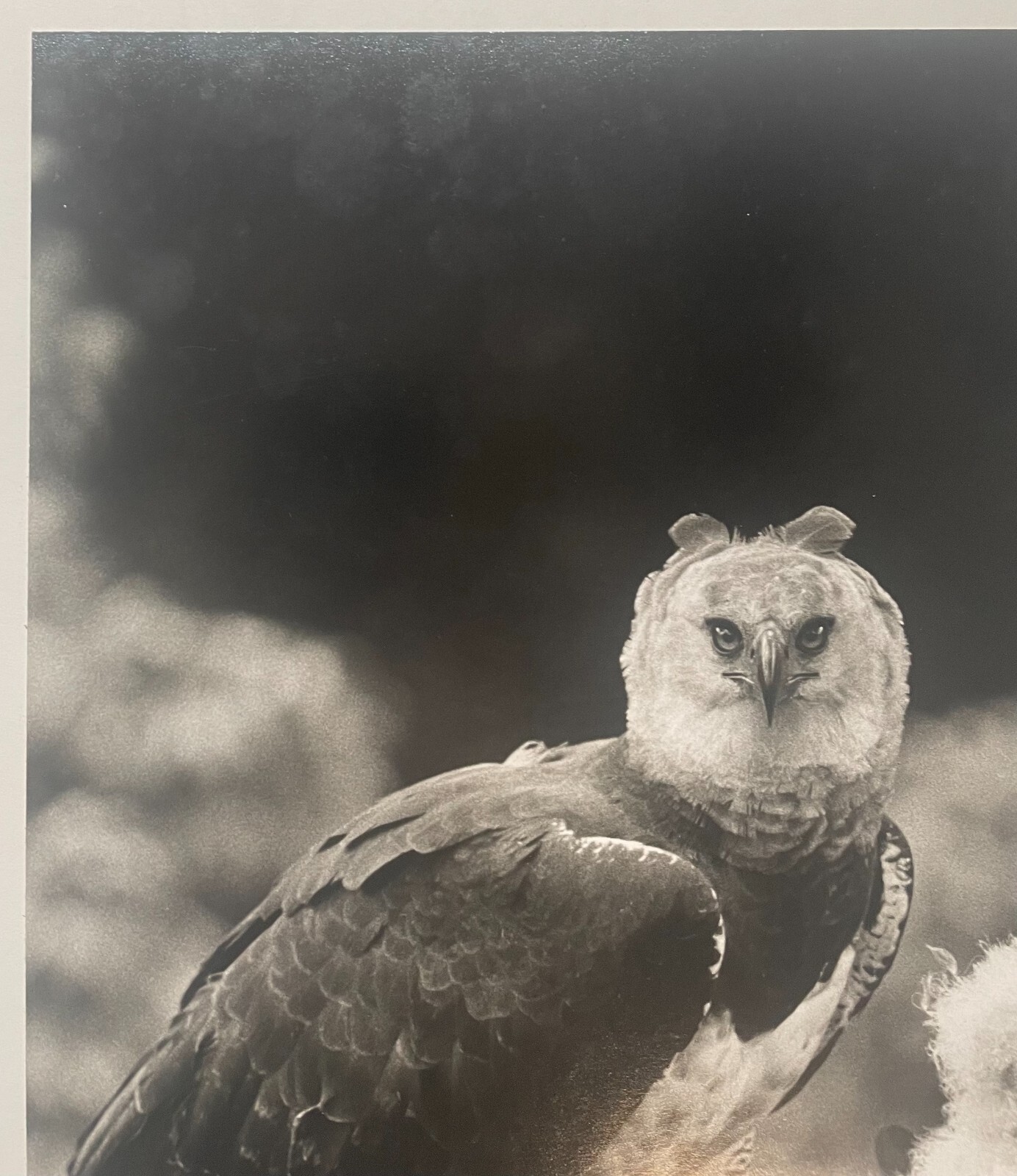 Rare 1975 ‘Harpy EAGLE Mother & Baby Fledgling’ in Nest NEIL RETTIG Photograph