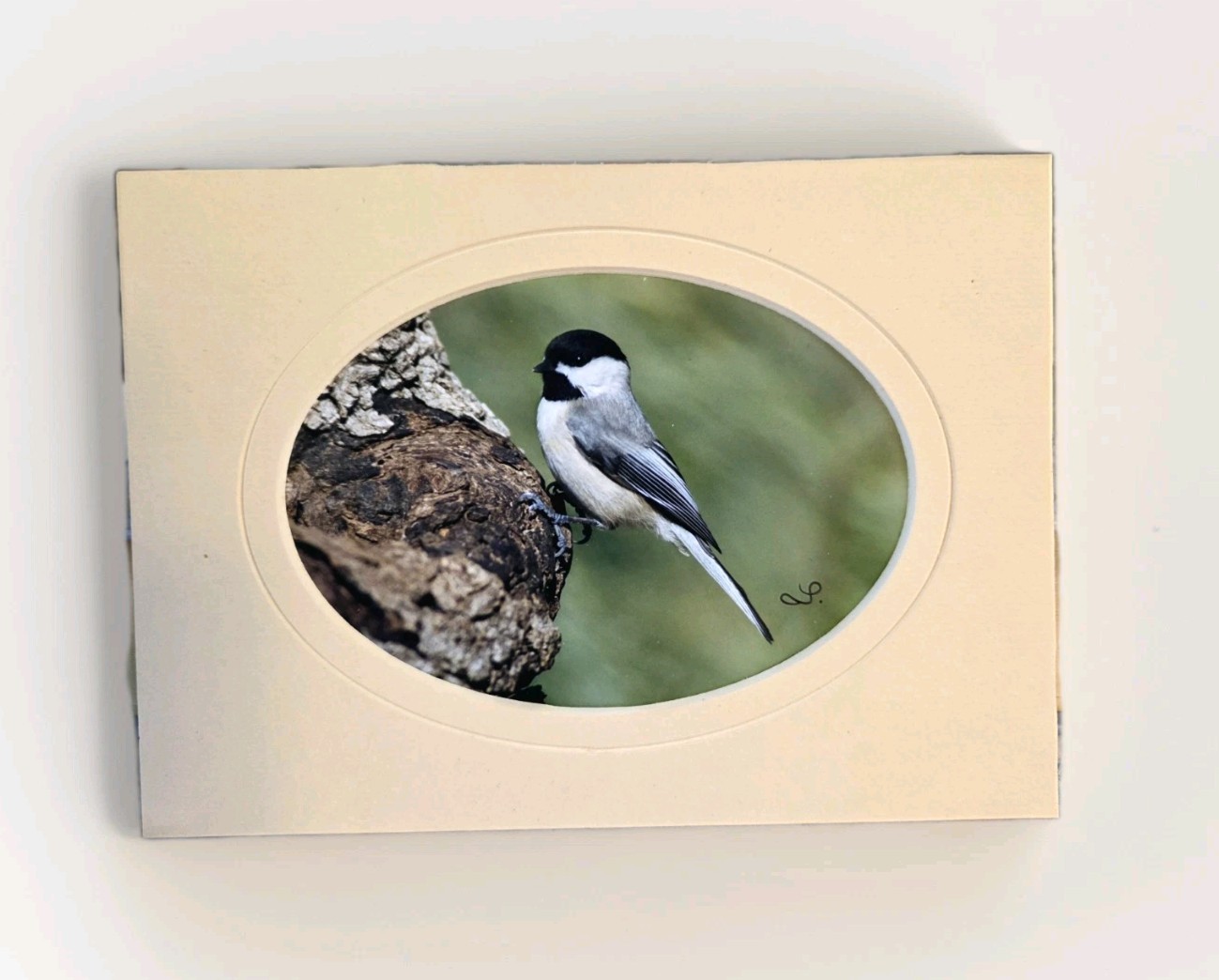 Chickadee Photograph Matted Bird In Tree Wildlife