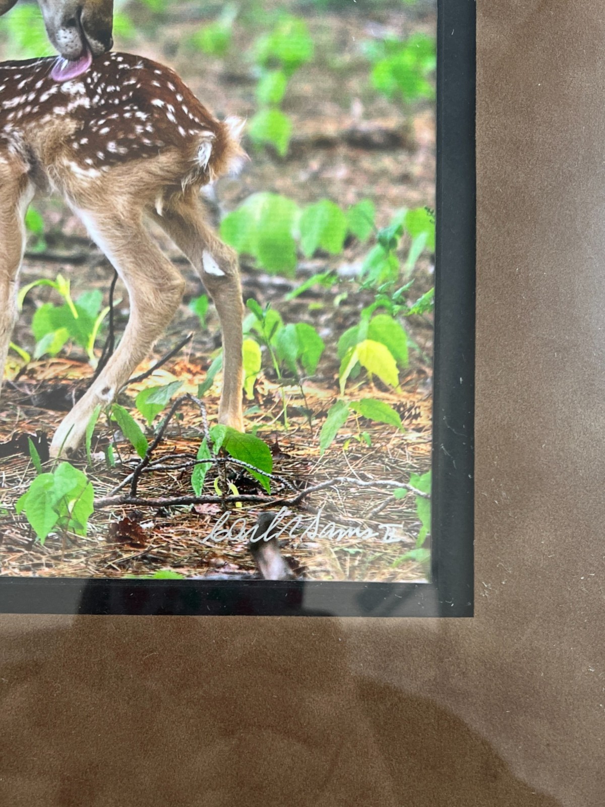 NEW Wildlife Photography Print: Stranger In The Woods ‘Mama Returns’ 8×10 Matted
