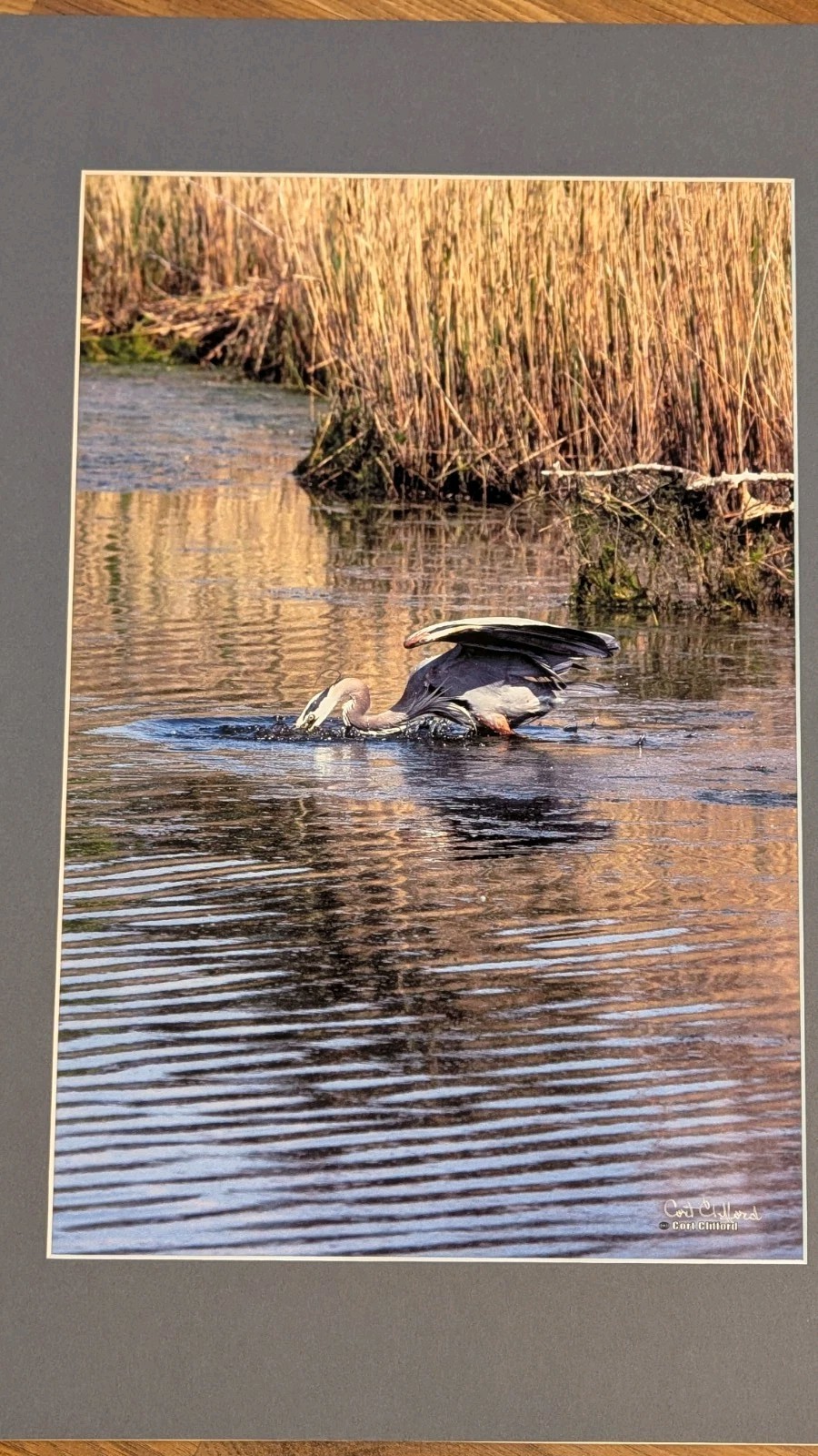 Cort Clifford Wildlife Photography Heron Print 18×24 Matted