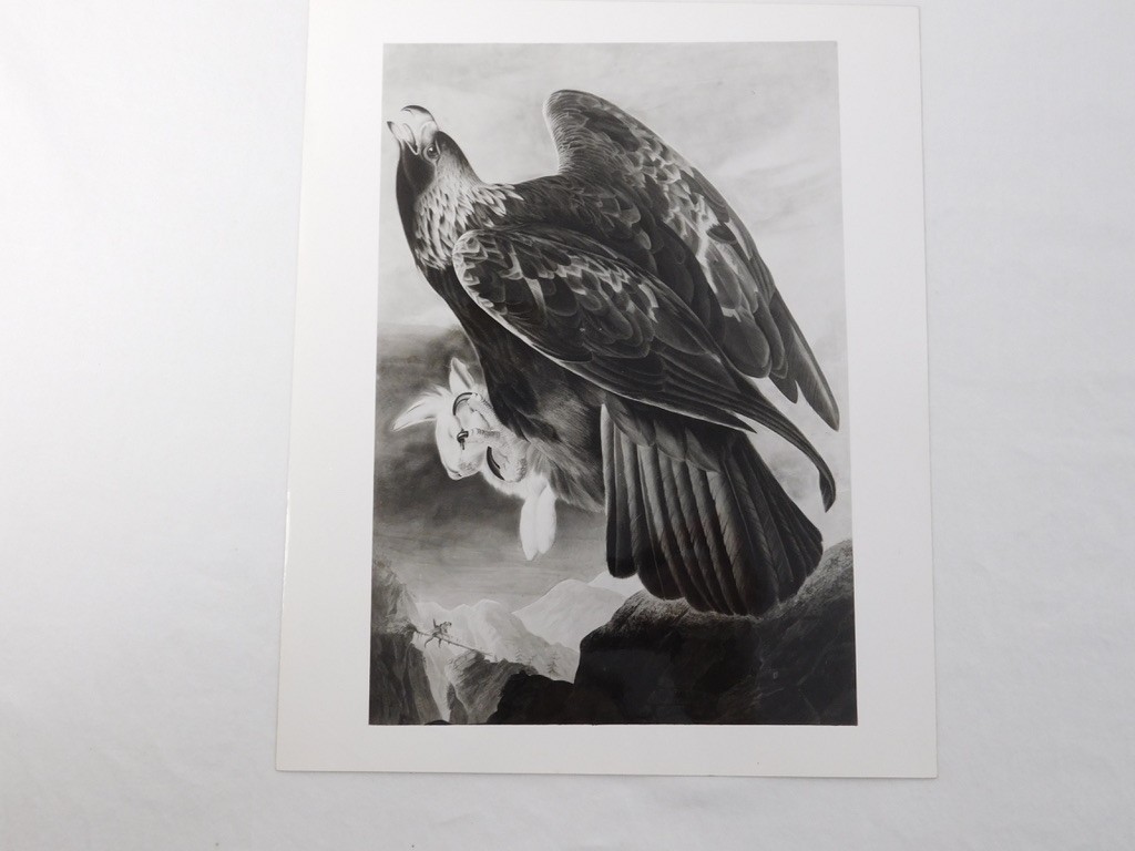 1966 John Audubon Birds America Set 7 Photographs for NY Historical Society Book