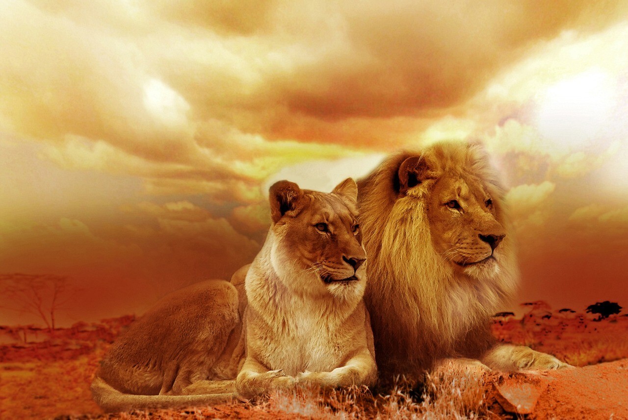 Digital Image Picture Photo Pic Wallpaper Background Lion Couple Lovers 98765