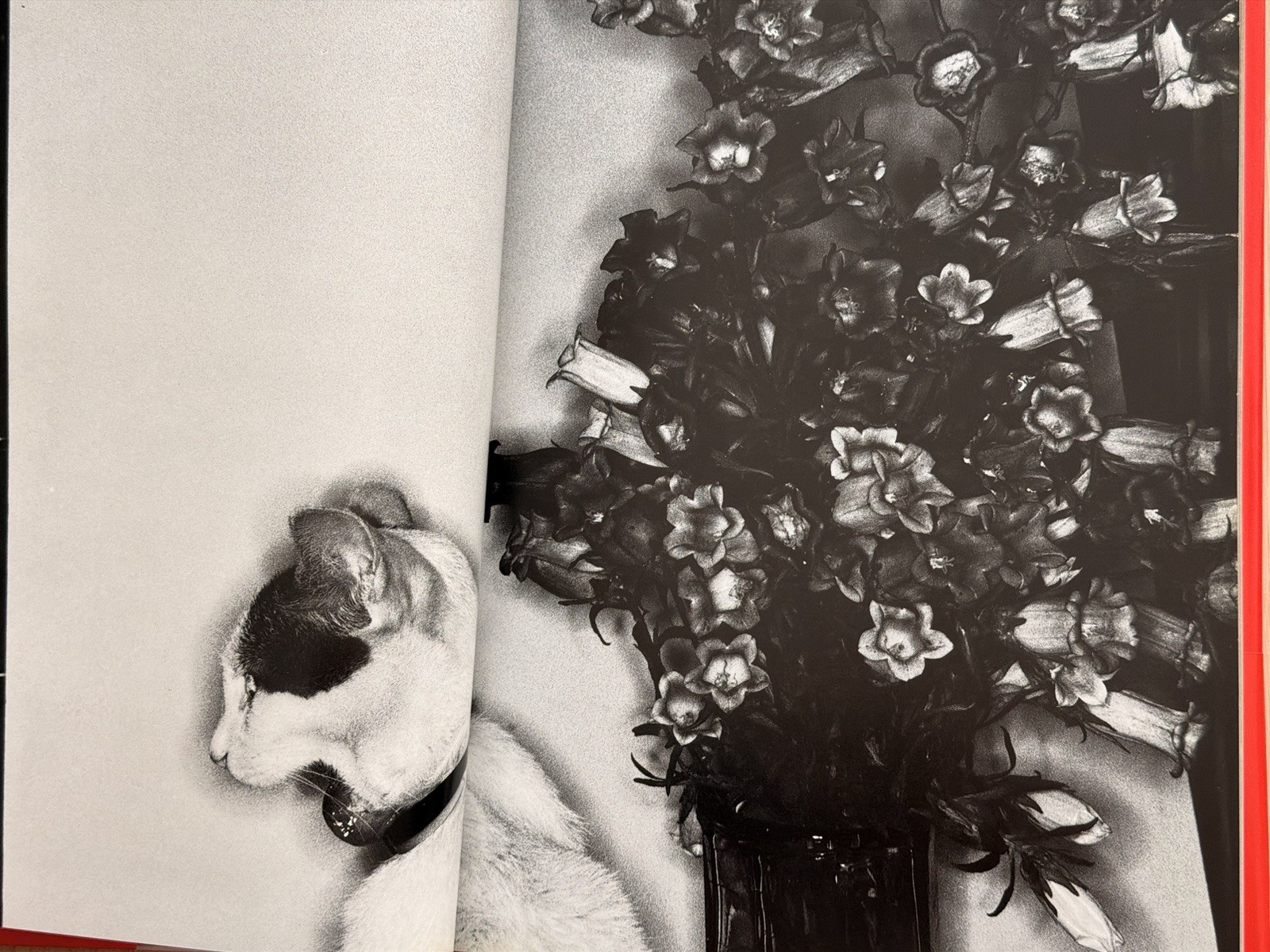 🎈SIGNED Nobuyoshi Araki – EROTOS, First Edition 1993, Japan, HC, LIBRO, SupRARE