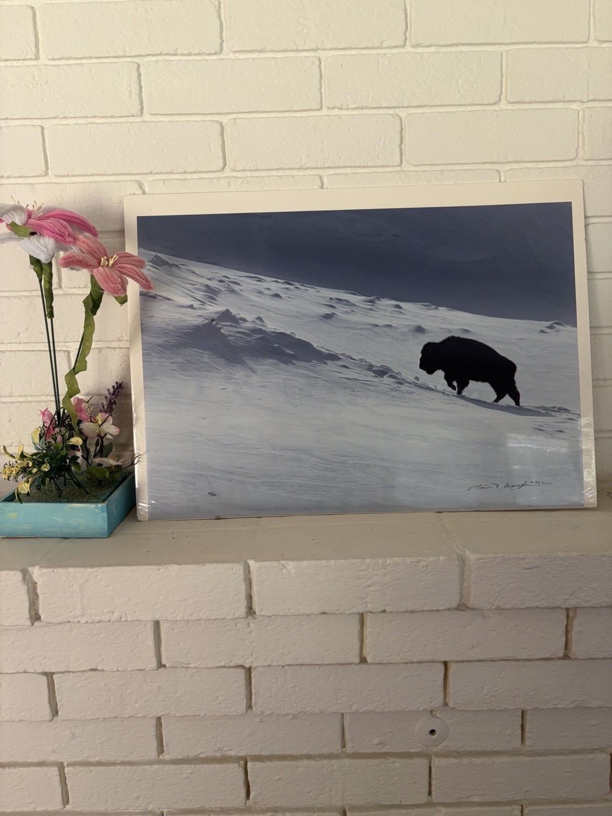 Thomas Mangelsen, High Plains Bison 14”x20”Limited Edition Color Photo 56 Of 960