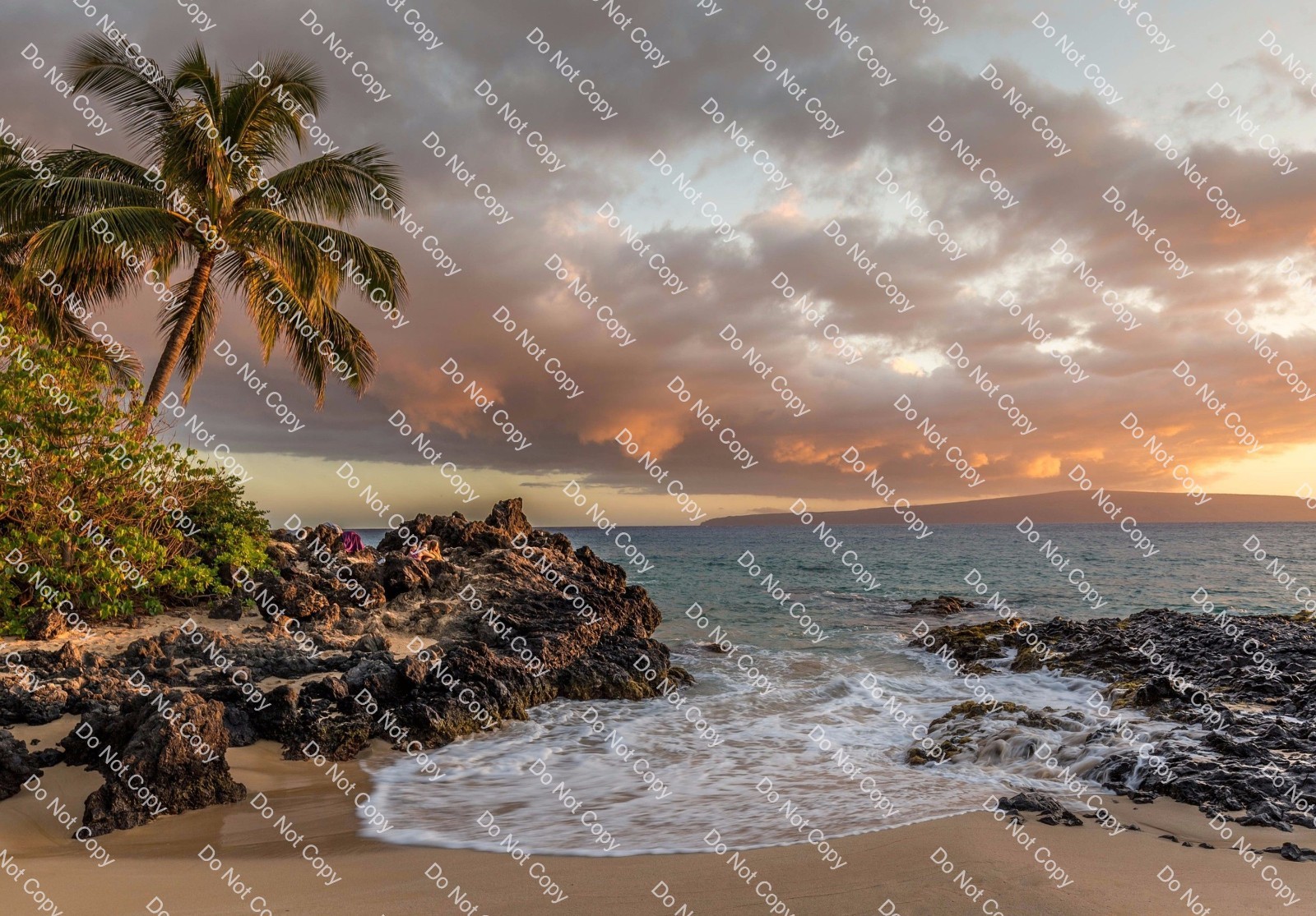 Digital Photo Image Wallpaper Background Palm Tree Shore